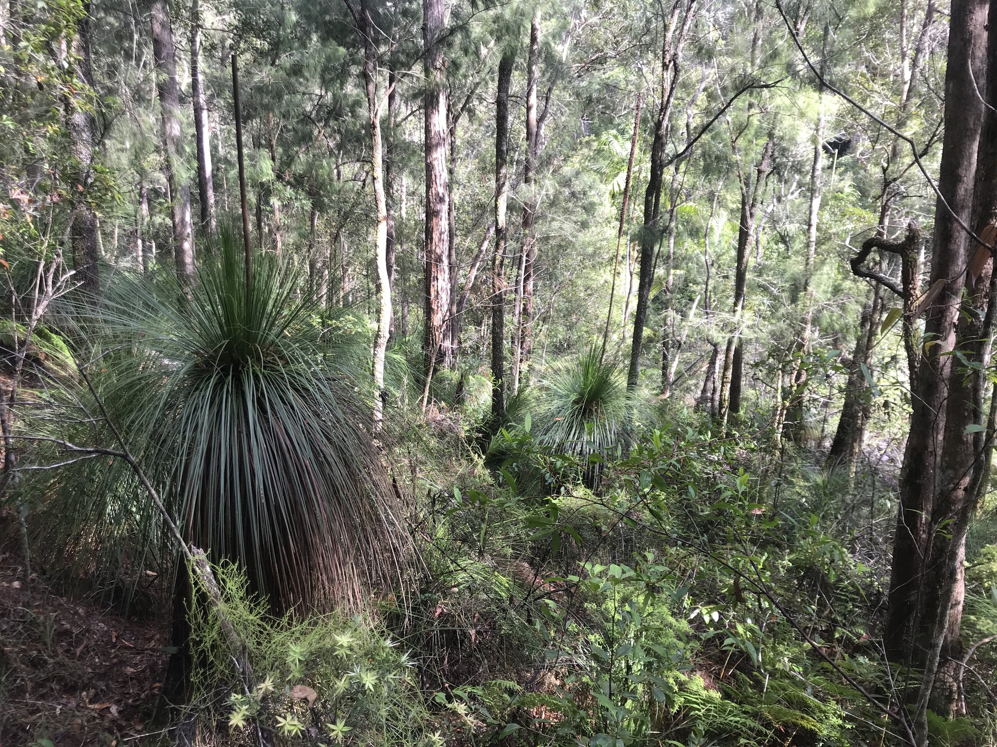 Gheerulla Bluff Trail, Mapleton National Park