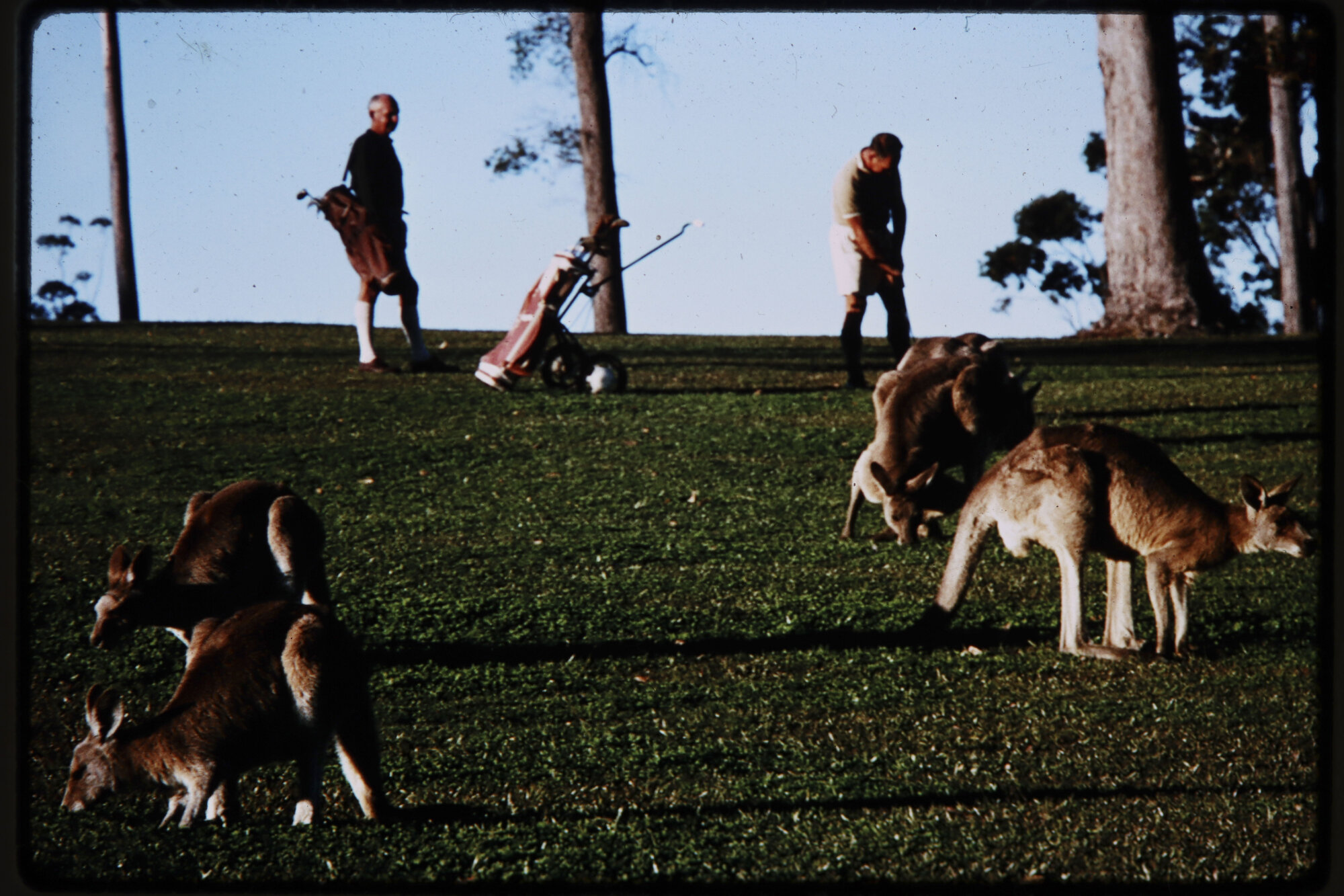 Kangaroos at Headland Golf Club, Buderim