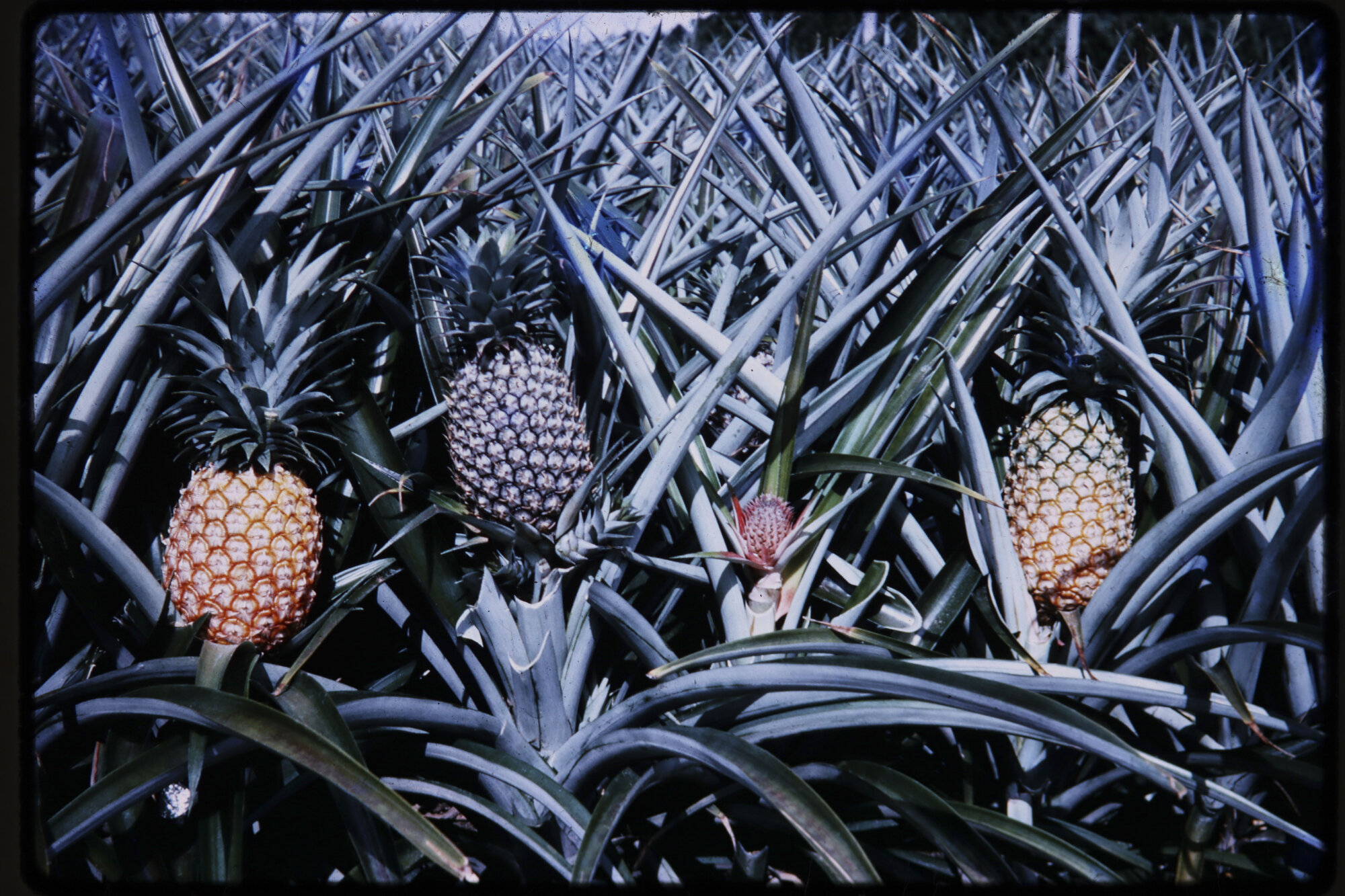 Pineapples