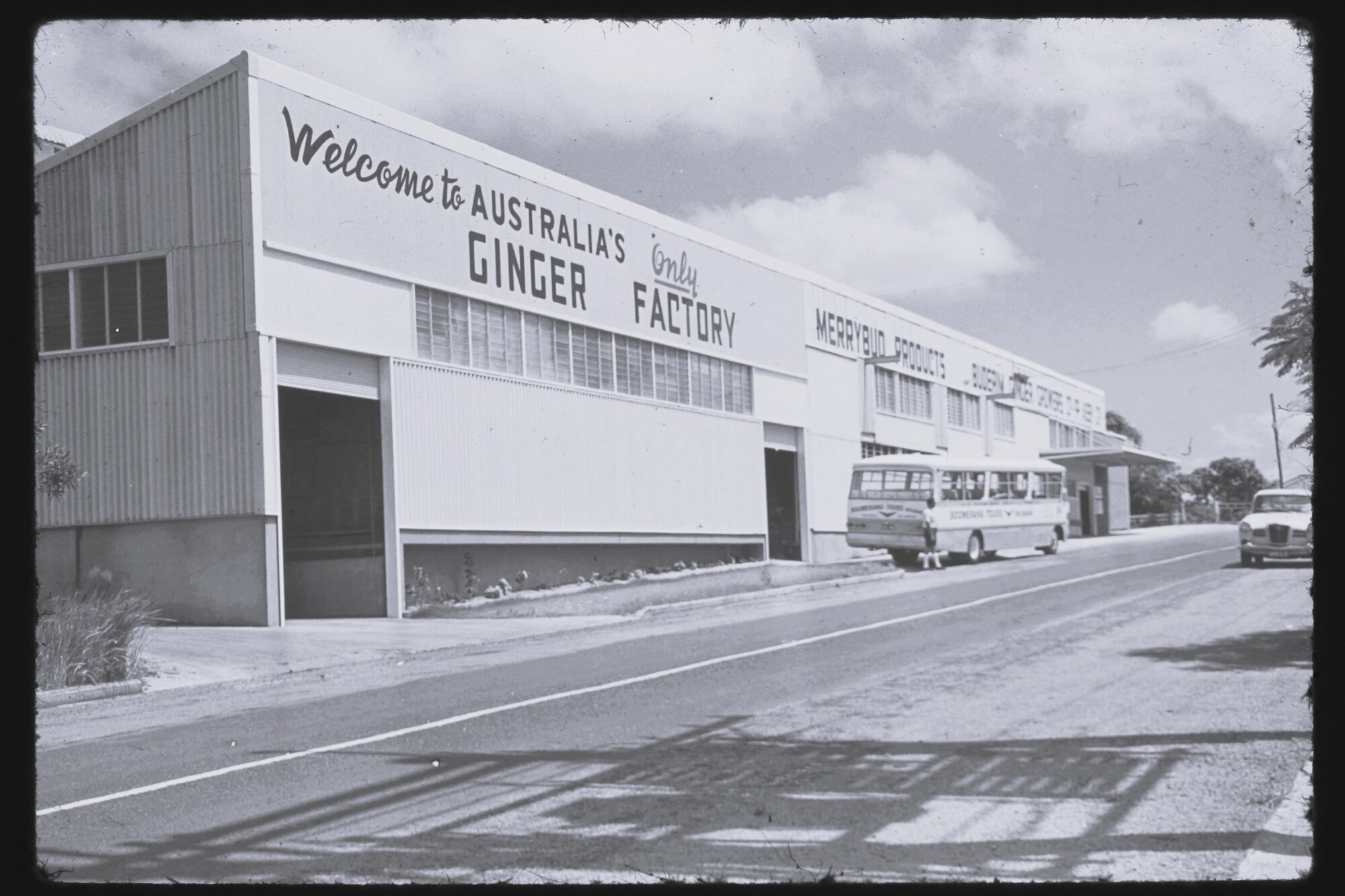 "Merrybud" ginger factory