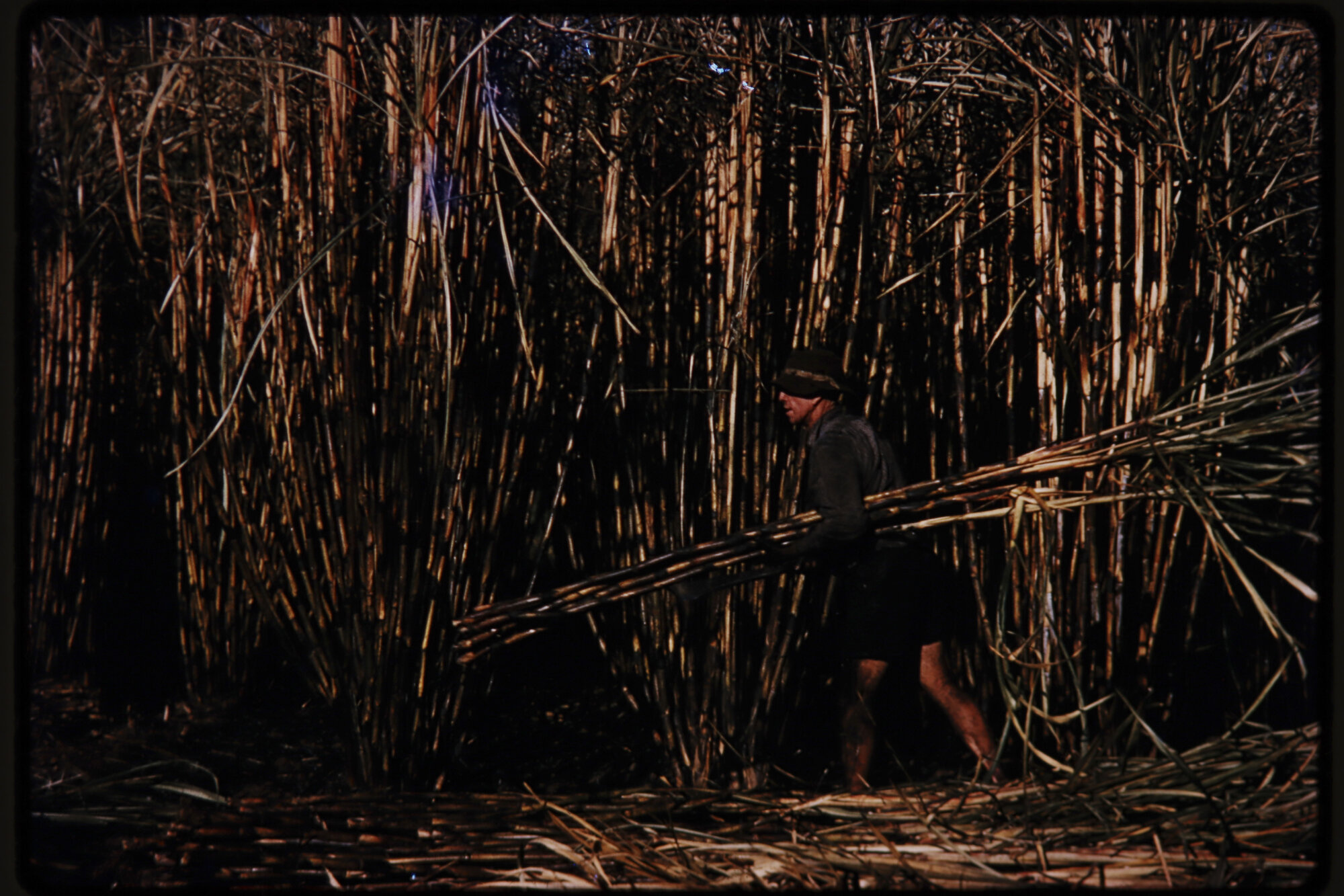 Cutting Sugar Cane