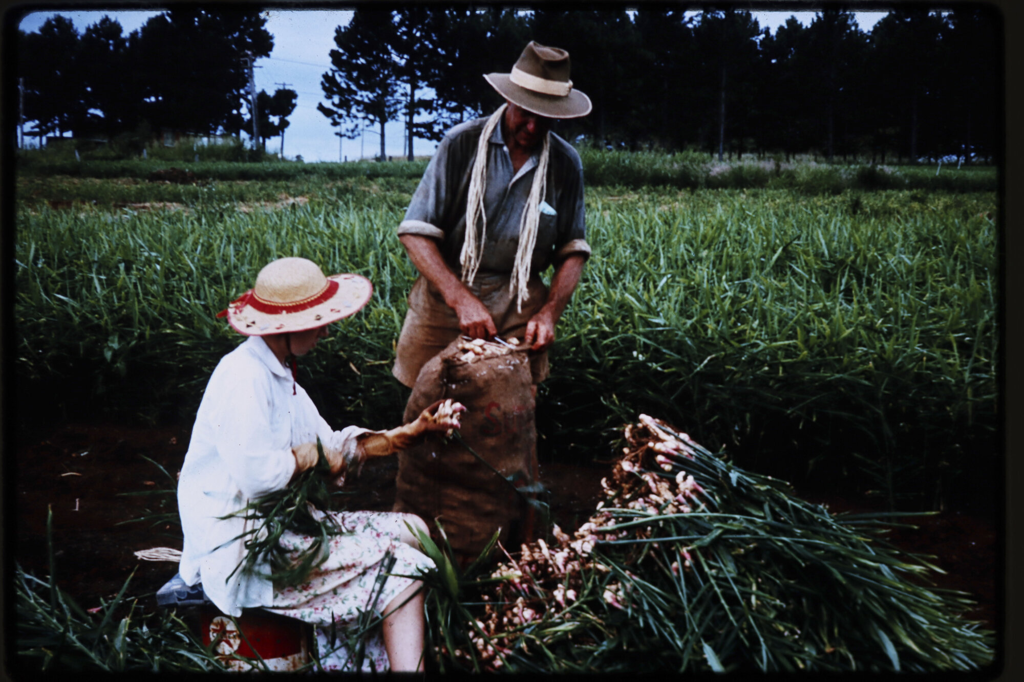 Topping and Bagging Ginger