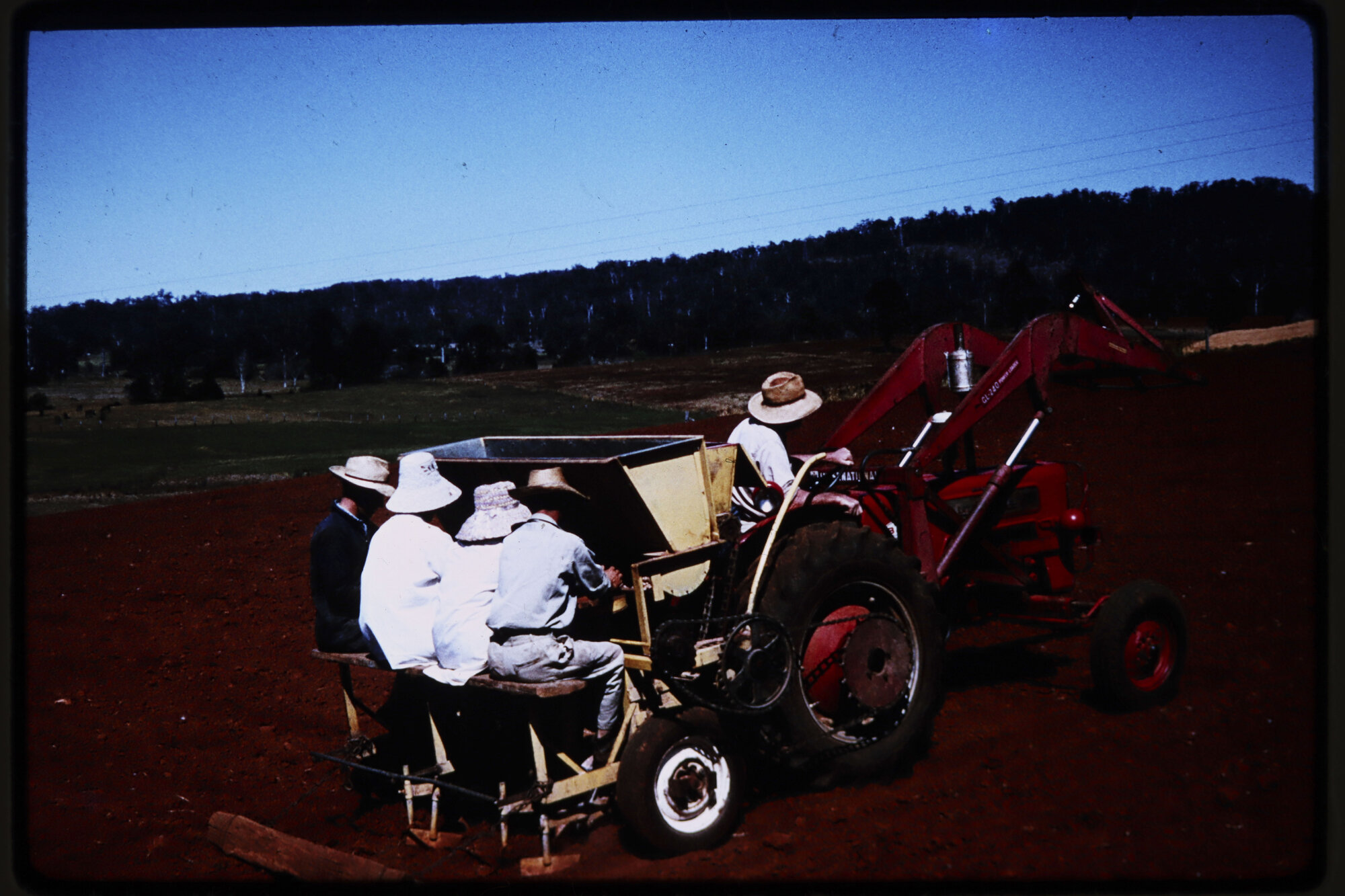 Ginger Planting