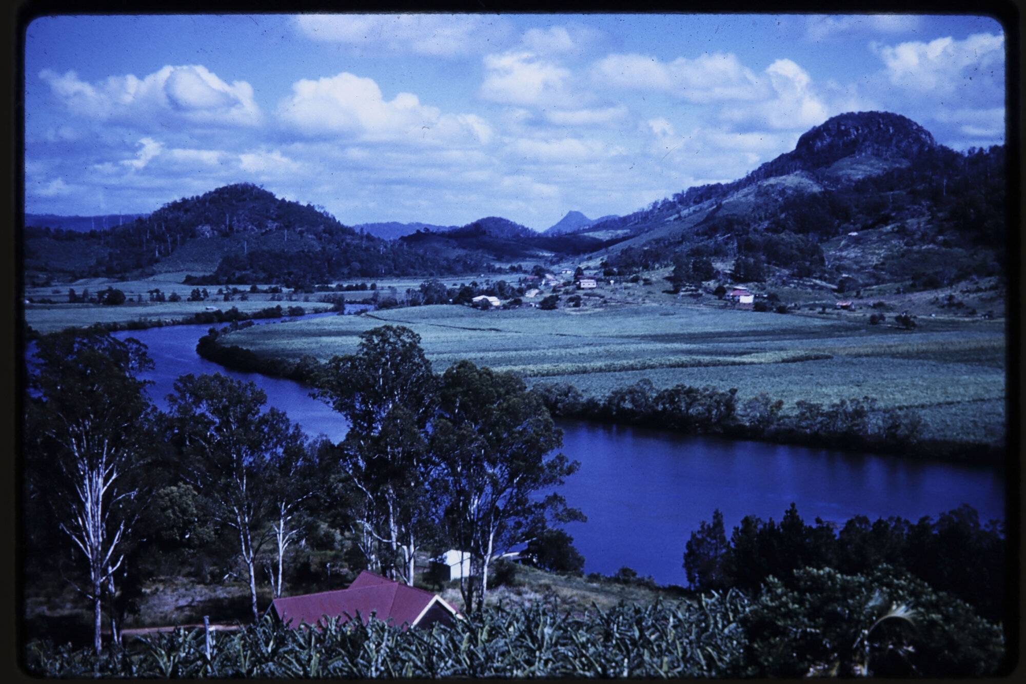 Maroochy River Cane Fields