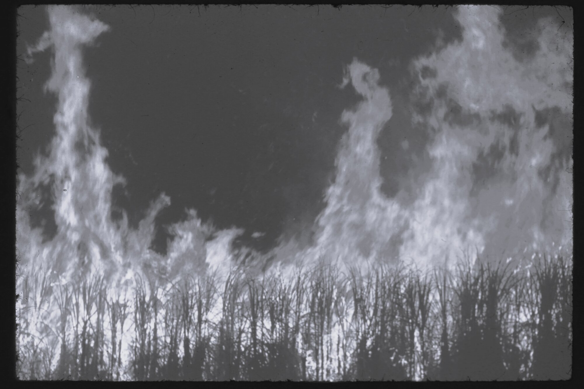Sugarcane Burnoff