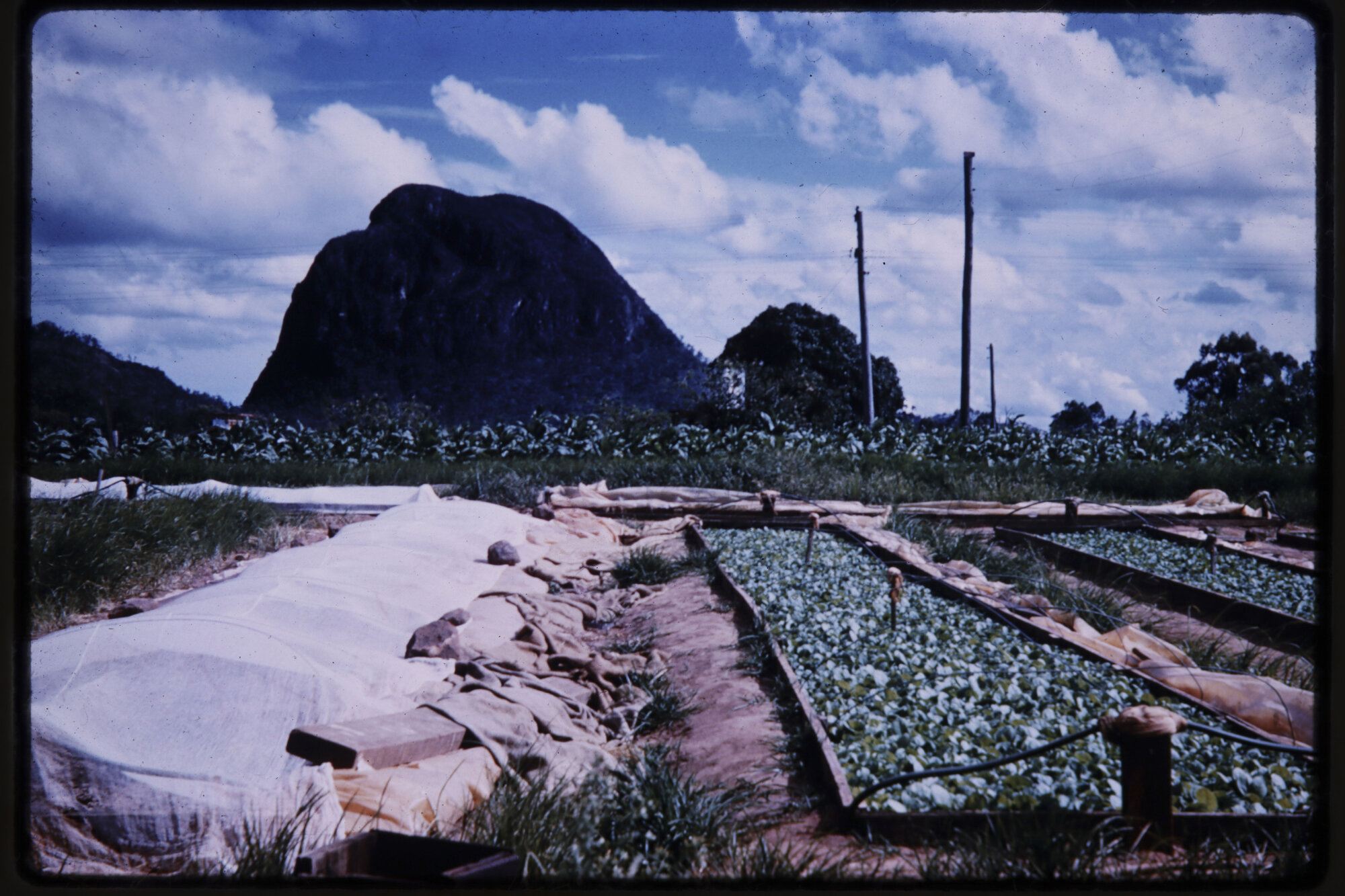 Tobacco Farm Mt. Tibrogargan