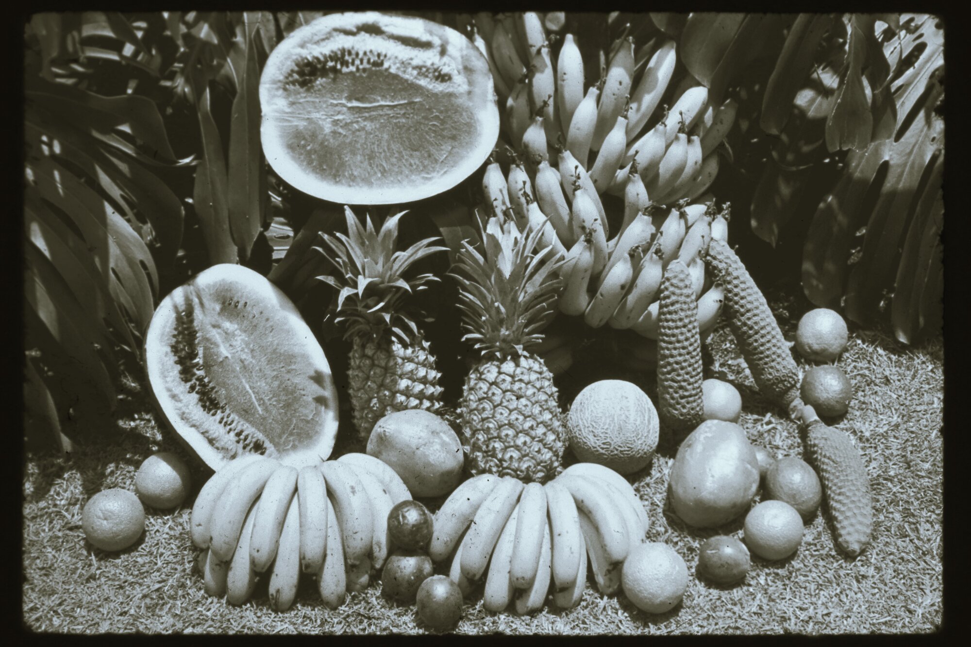 Tropical fruit of the Sunshine Coast