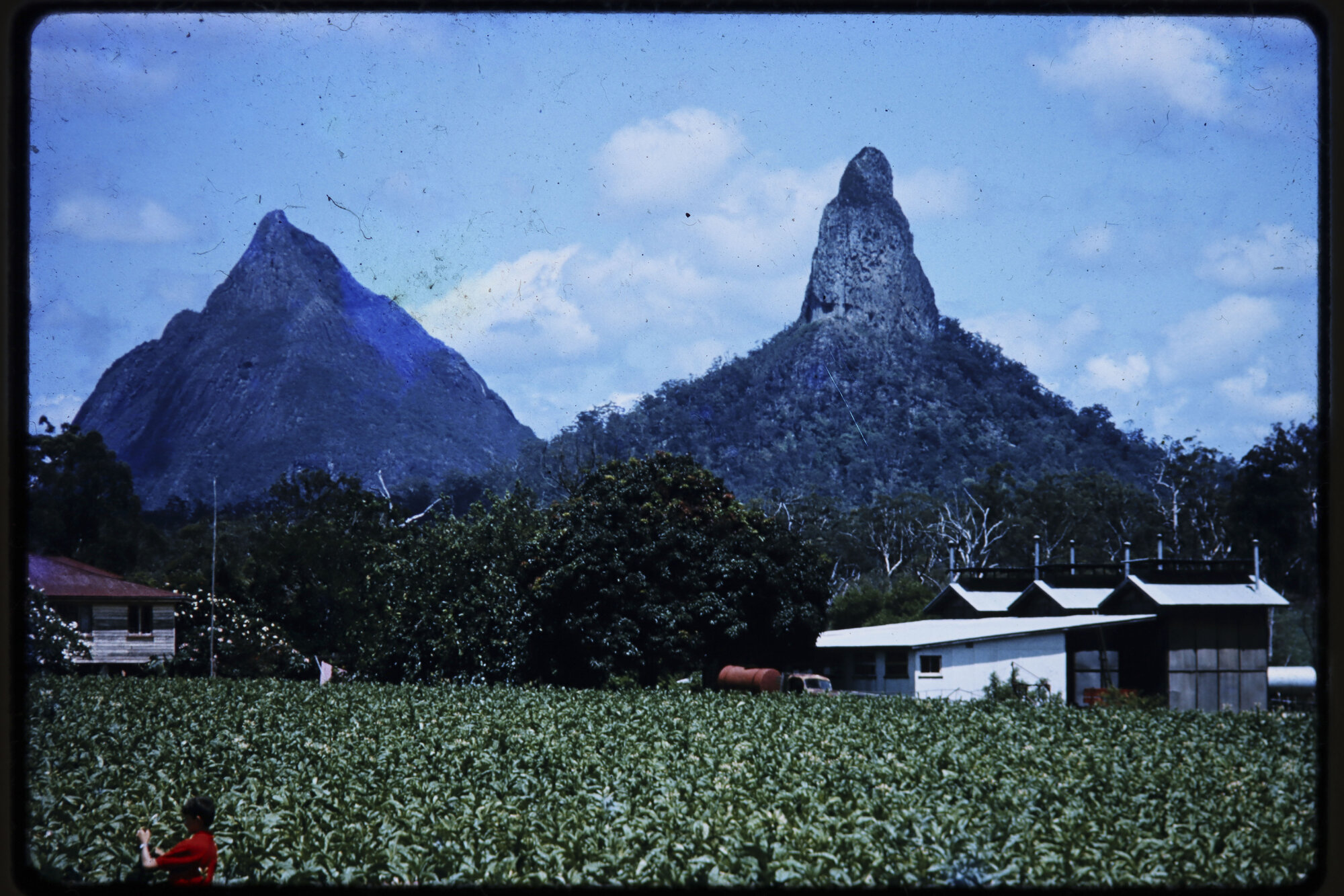 Tobacco farm Glasshouse Mountains