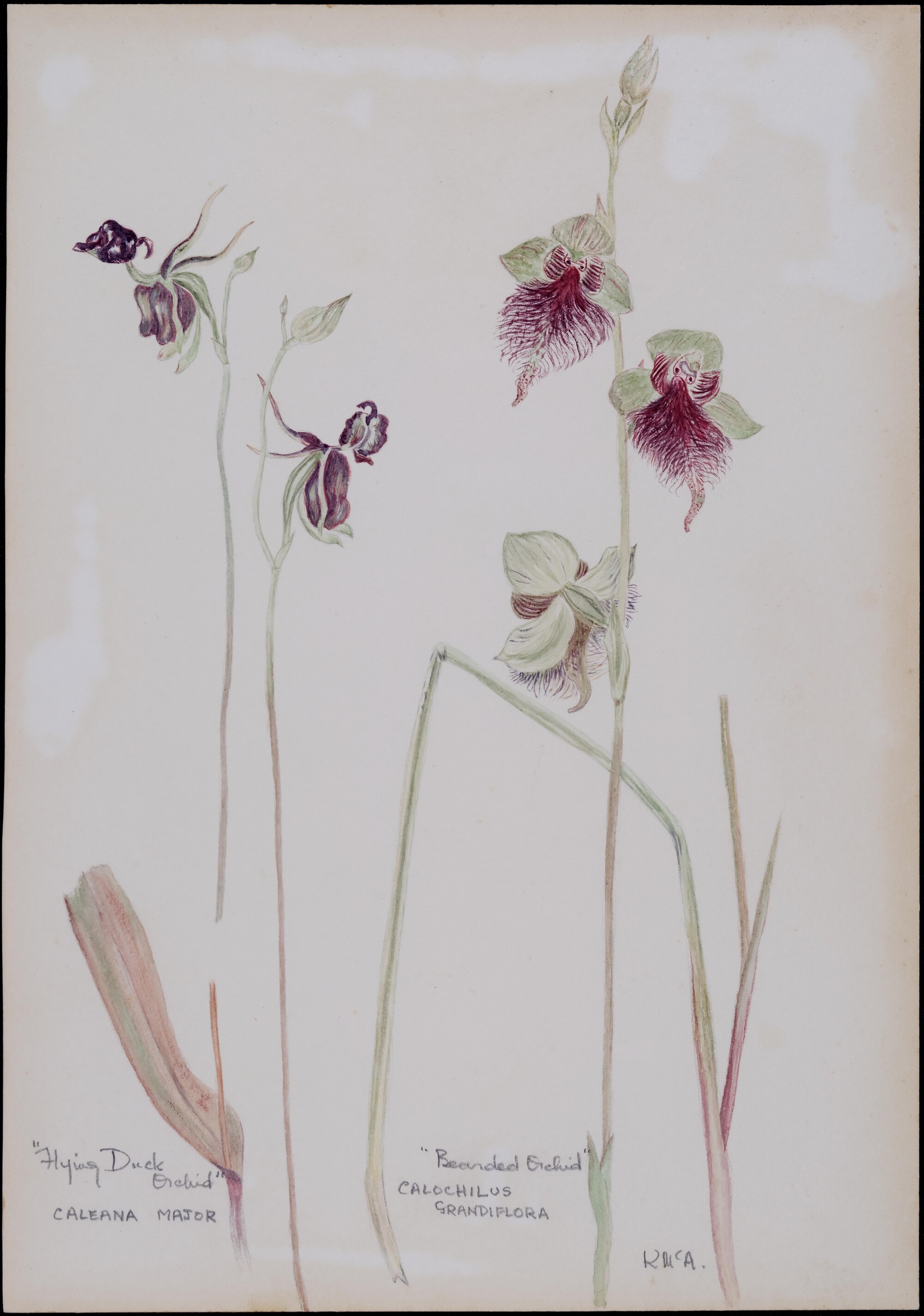"Flying duck orchid" - Caleana major; "Bearded orchid" - Calochilus grandiflora