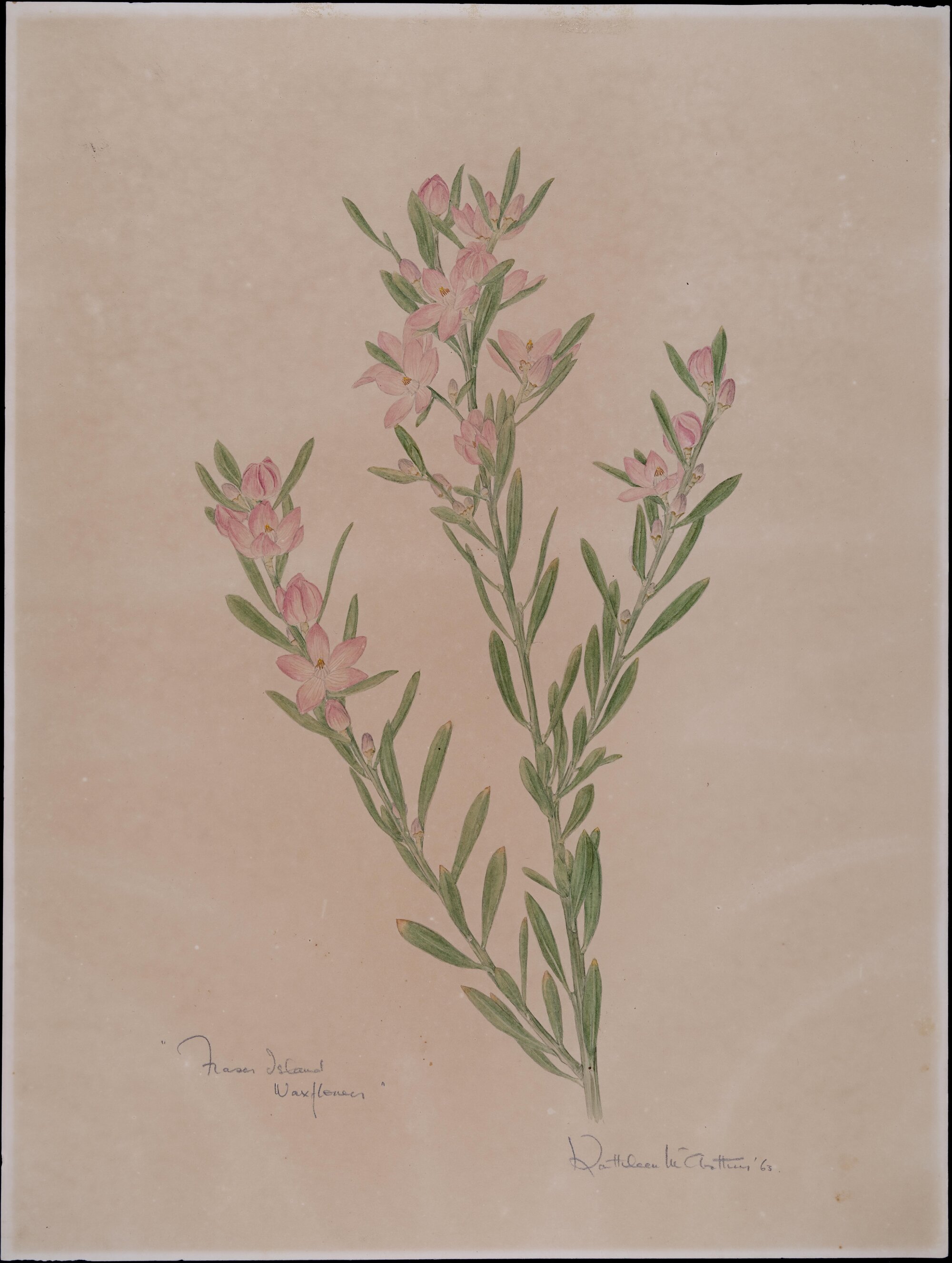 "Fraser Island waxflower"