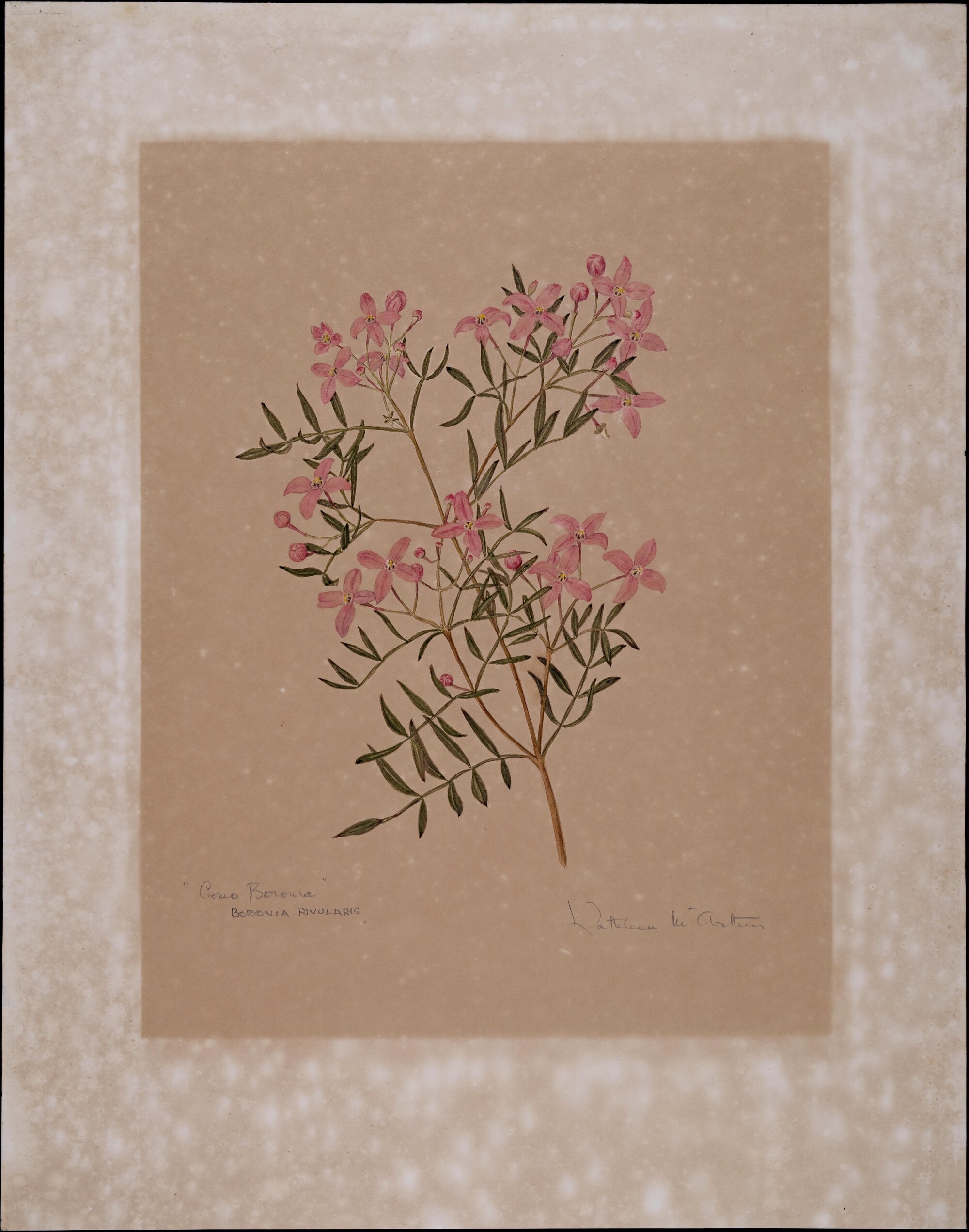 "Como boronia" - Boronia rivularis