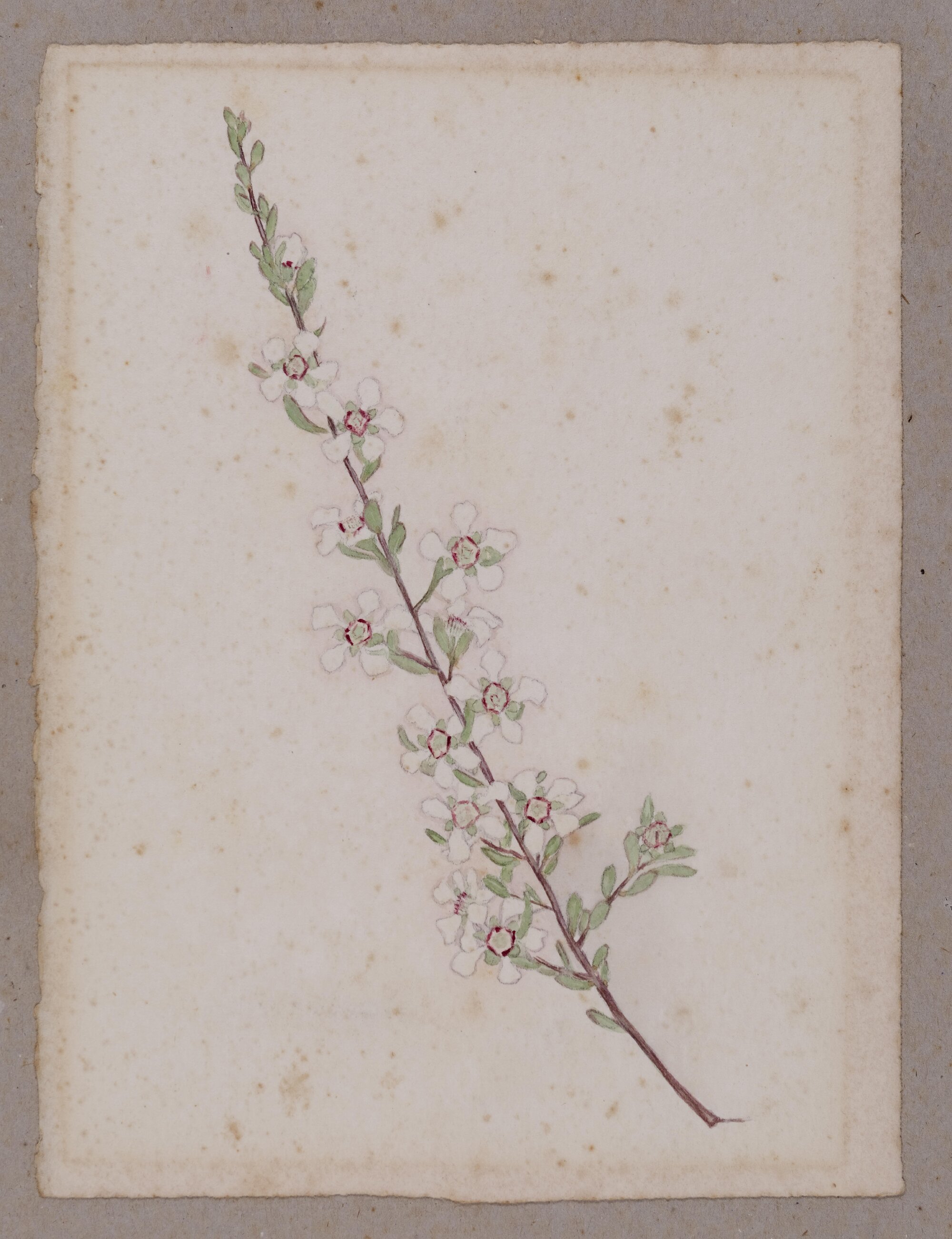 "Long-flower Mistletoe" - Loranthus vitellimus