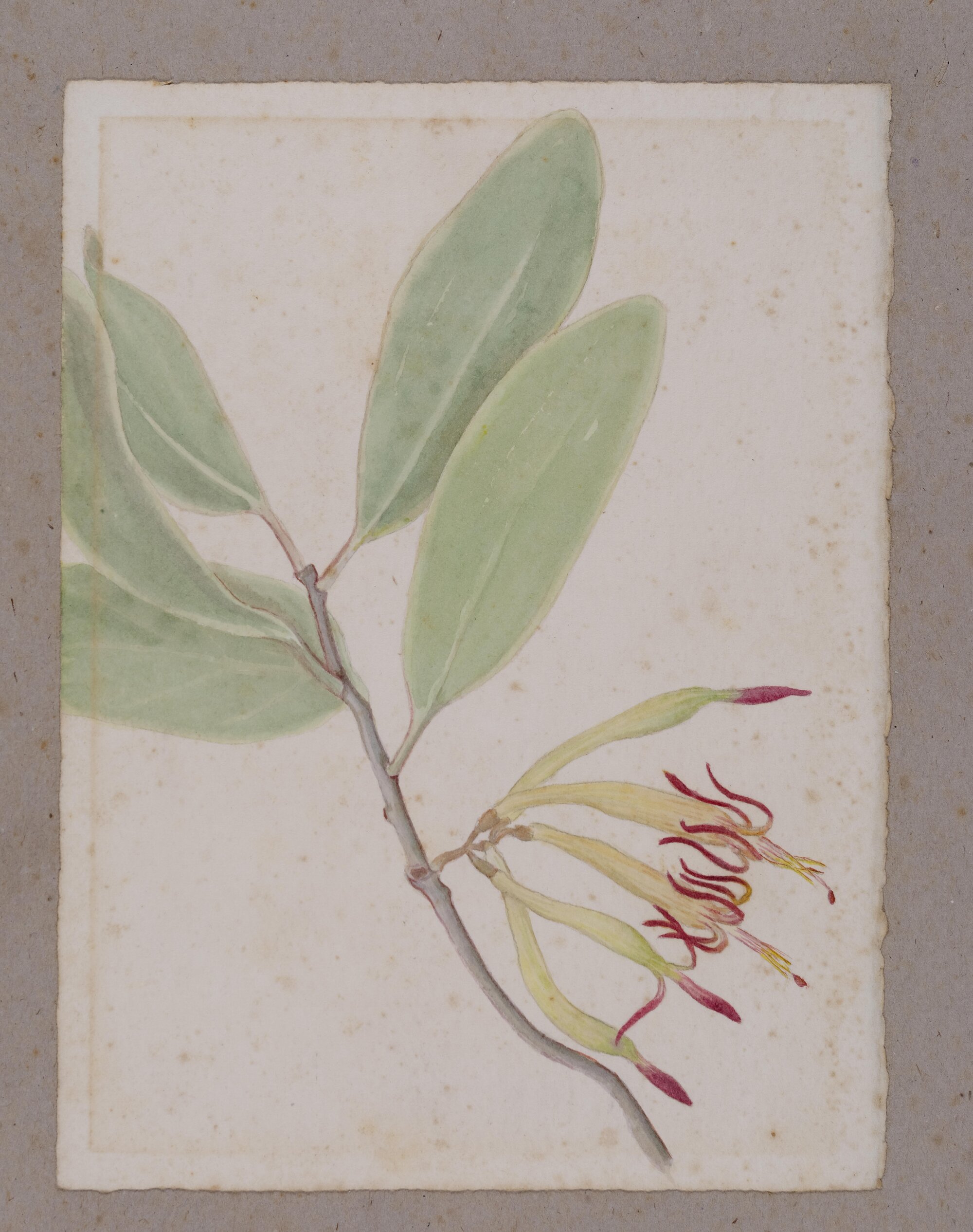 "Tea-tree" - Leptospermum myrtifolium