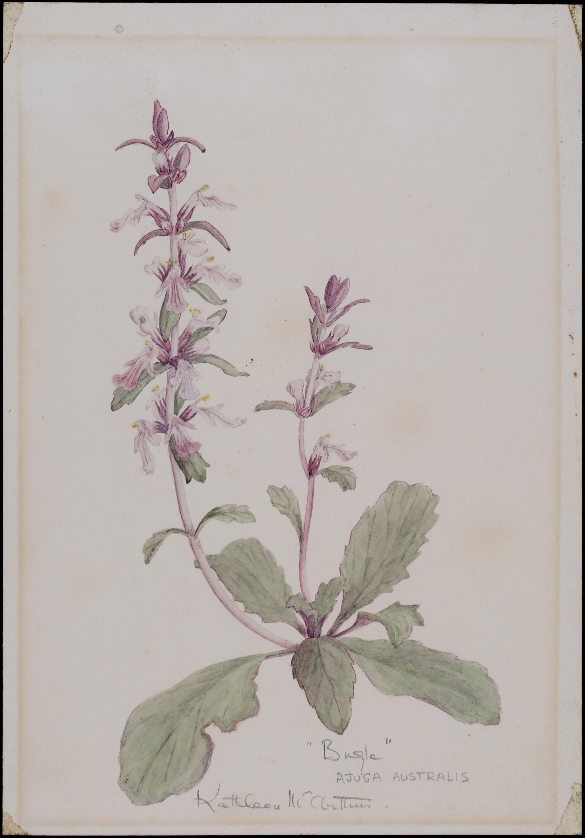 "Bugle" - Ajuga australis