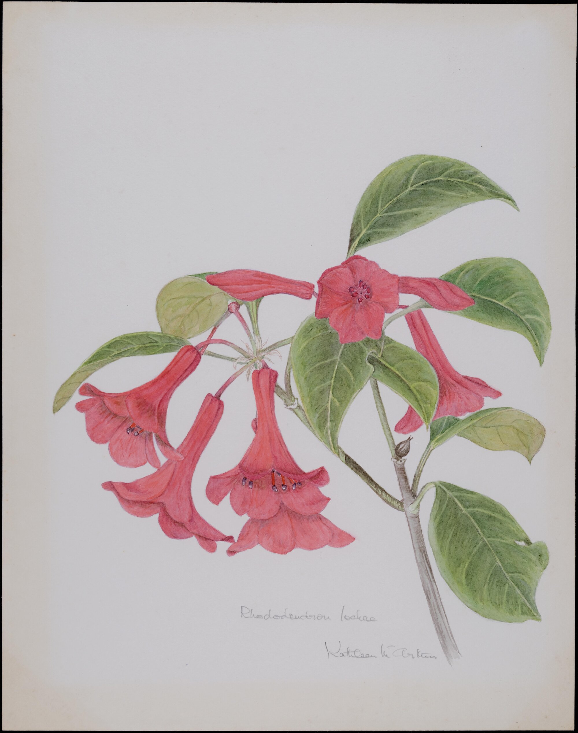 Rhododendron lochiae