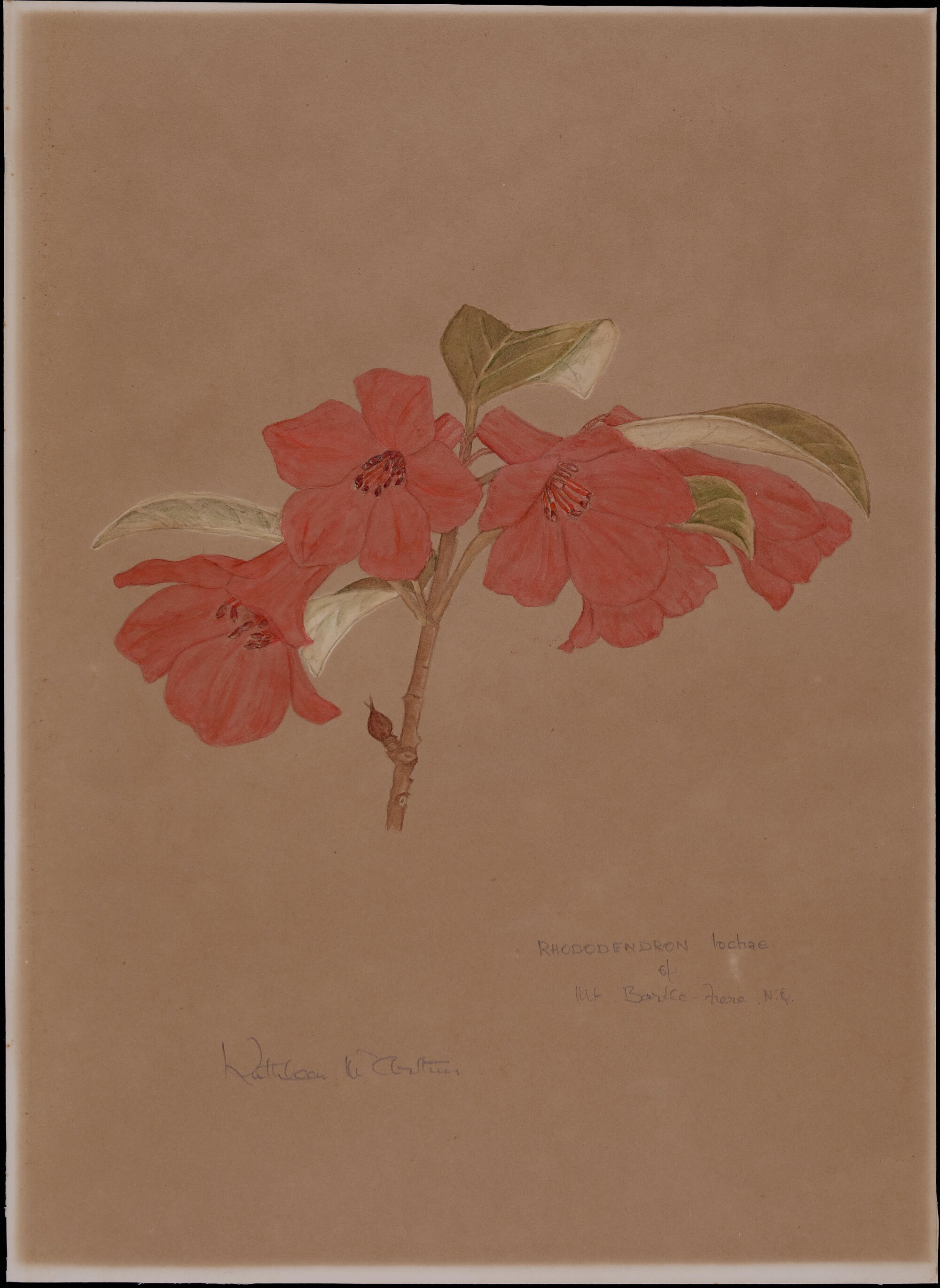 Rhododendron lochiae of Mt Bartle Frere