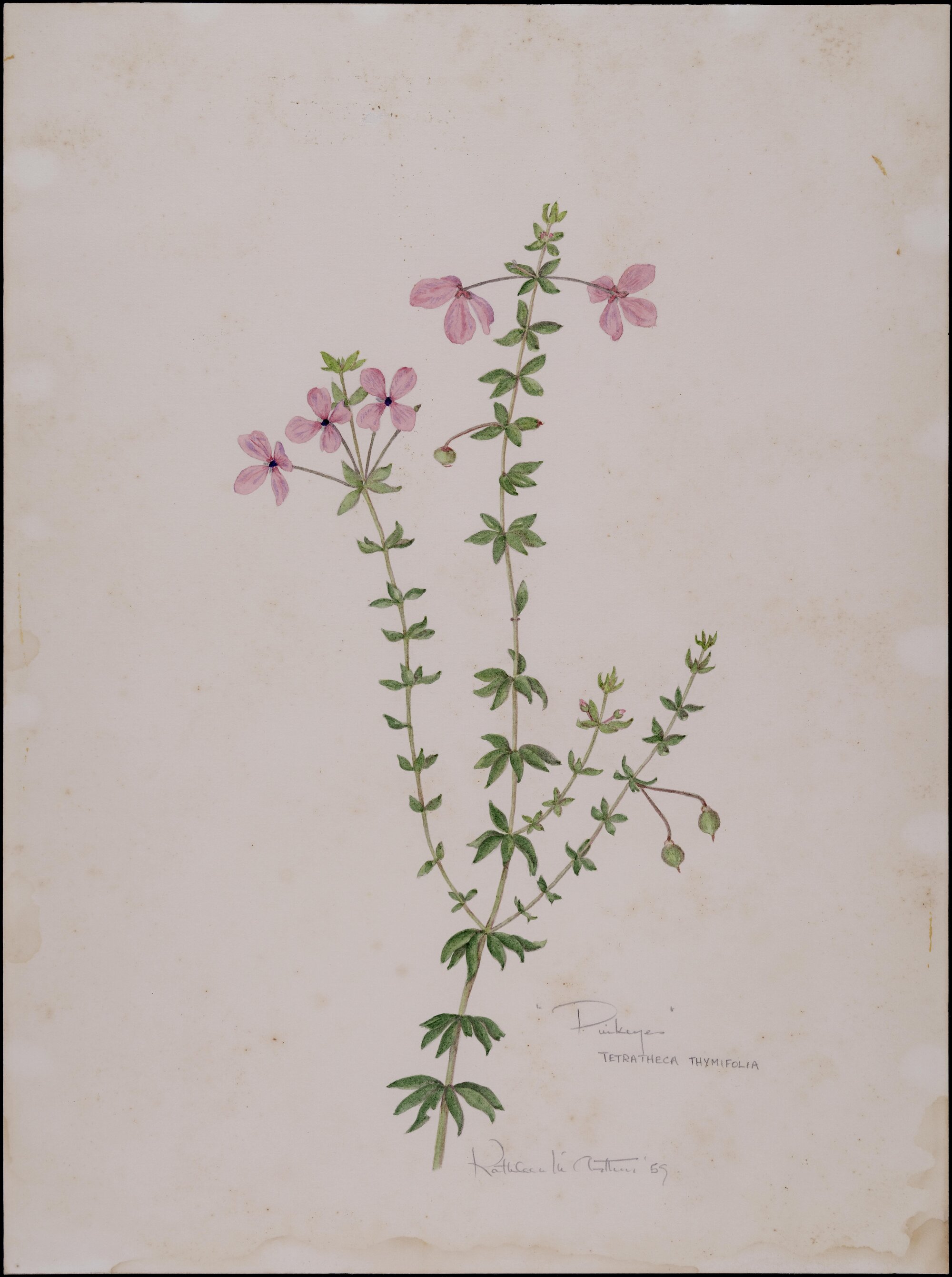 "Pinkeye" - Tetratheca thymifolia