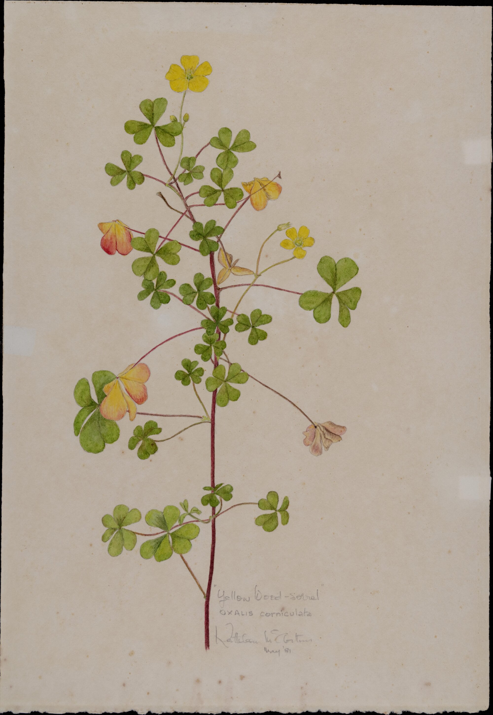 "Yellow wood-sorrel" - Oxalis corniculata