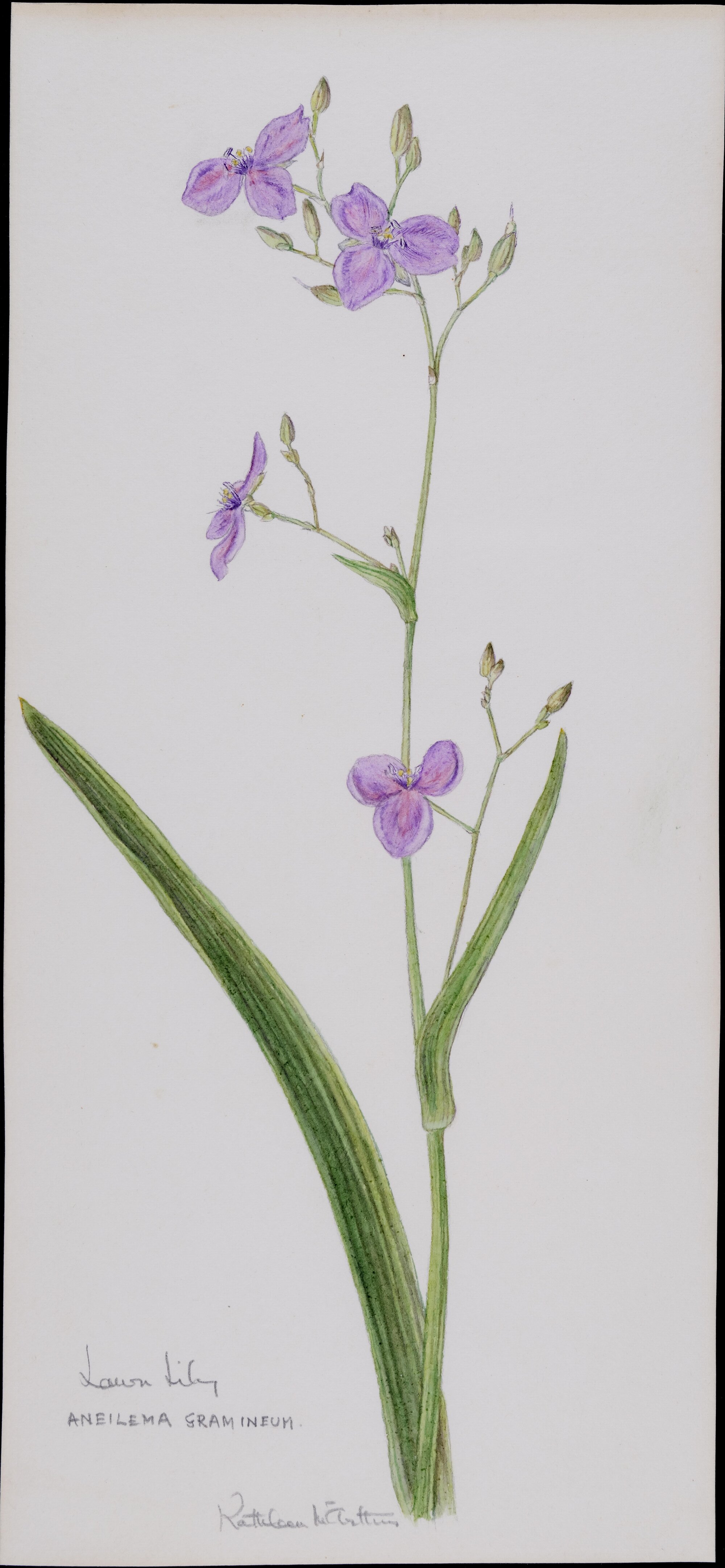 "Lawn lily" - Aneilema gramineum