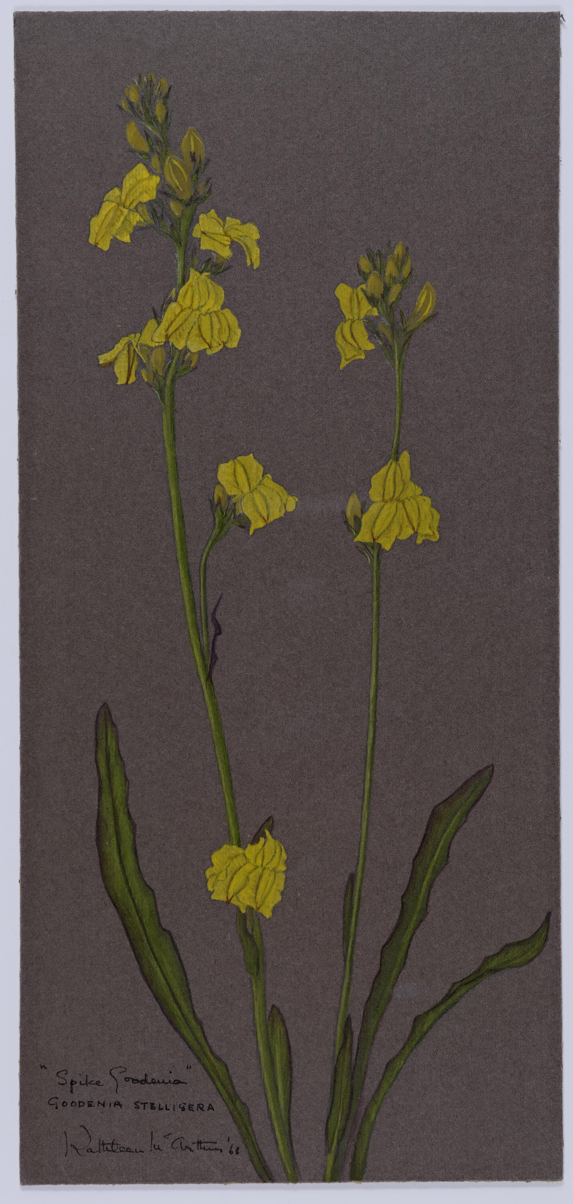 "Spike goodenia" - Goodenia stelligera