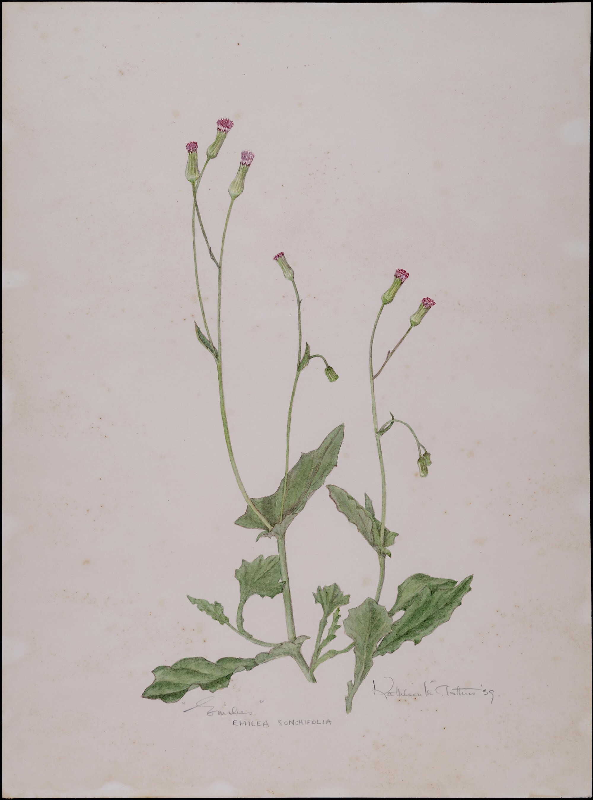 "Smilies" - Emilea sonchifolia