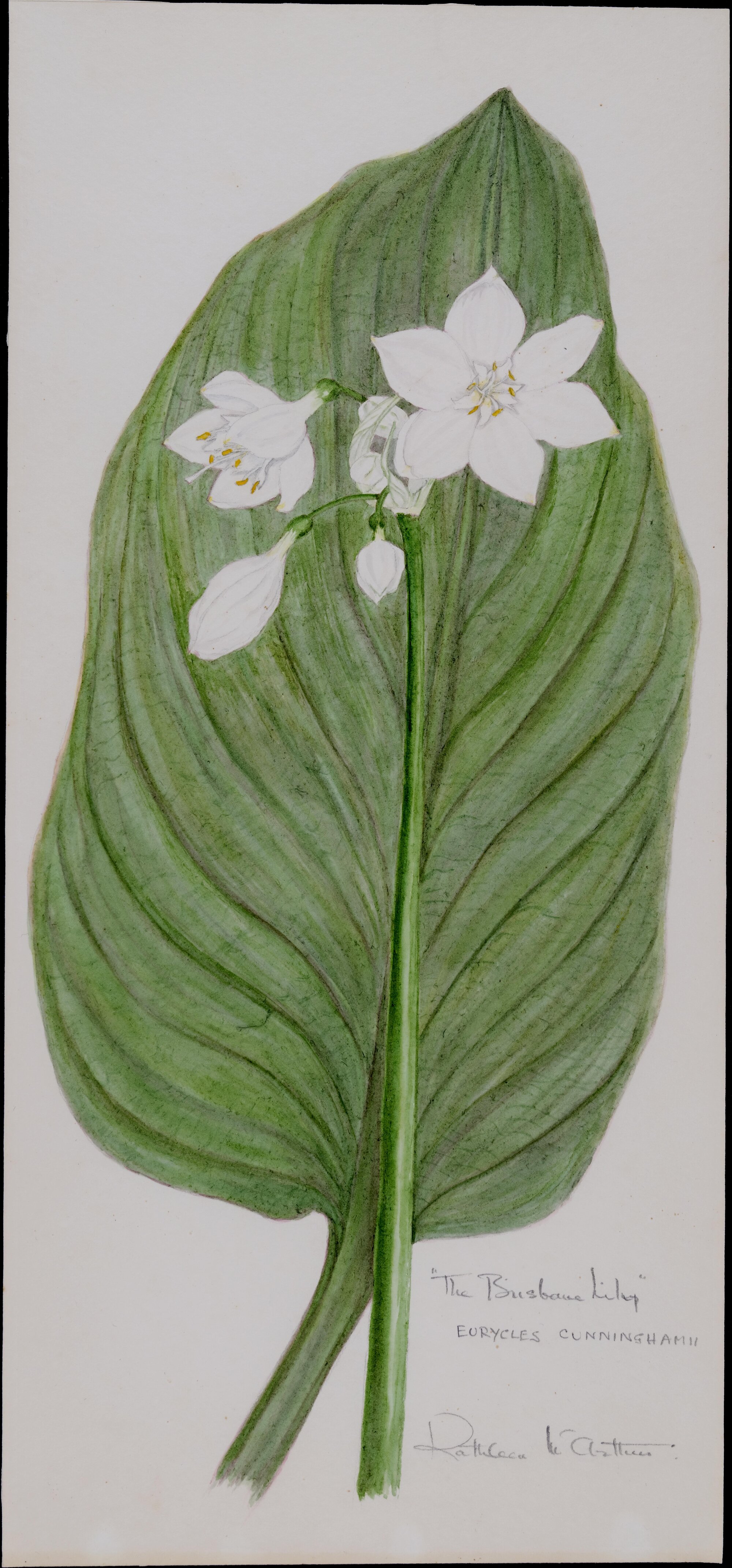 "The Brisbane lily" - Eurycles cunninghamii