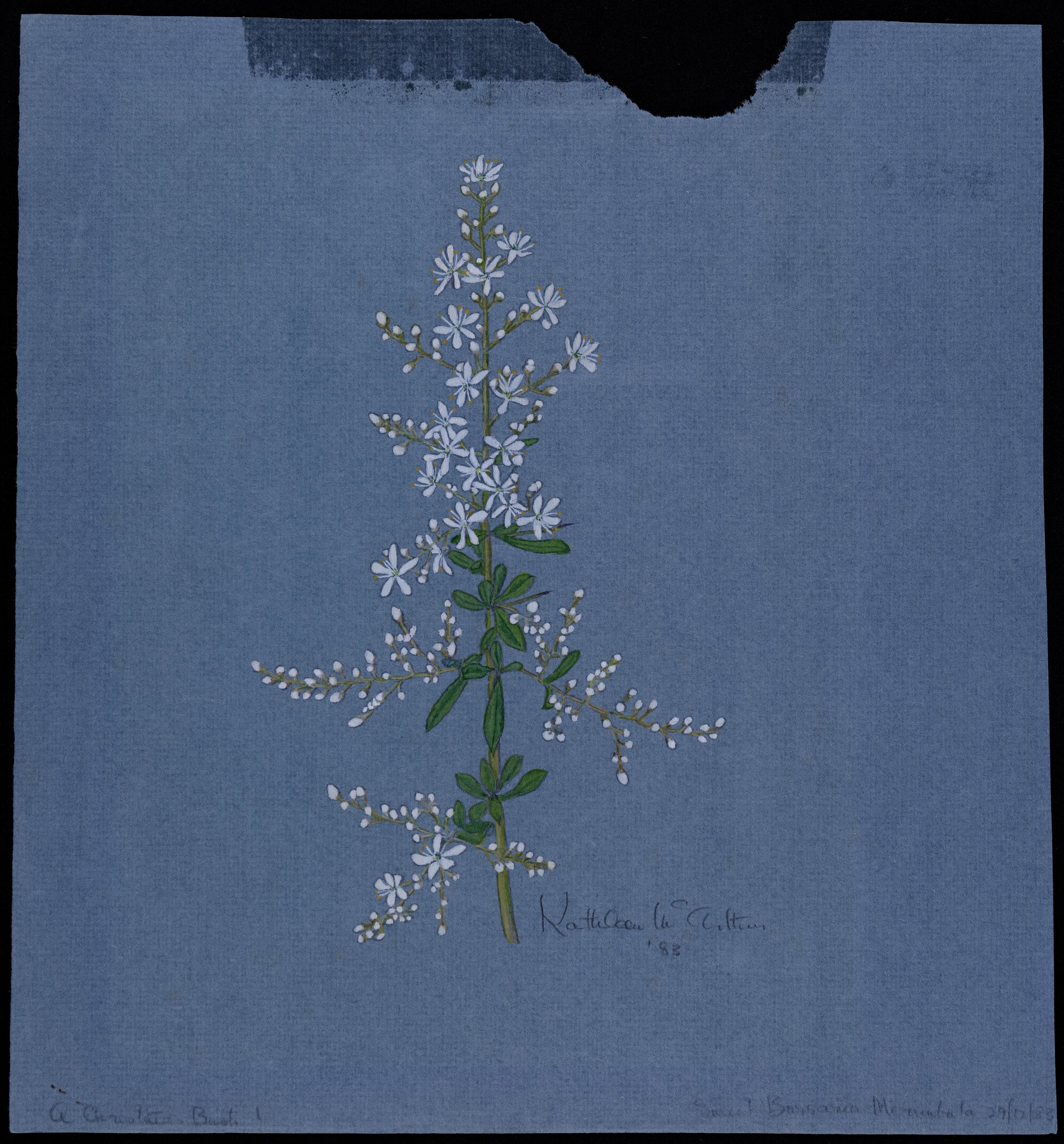 "Sweet bursaria" 