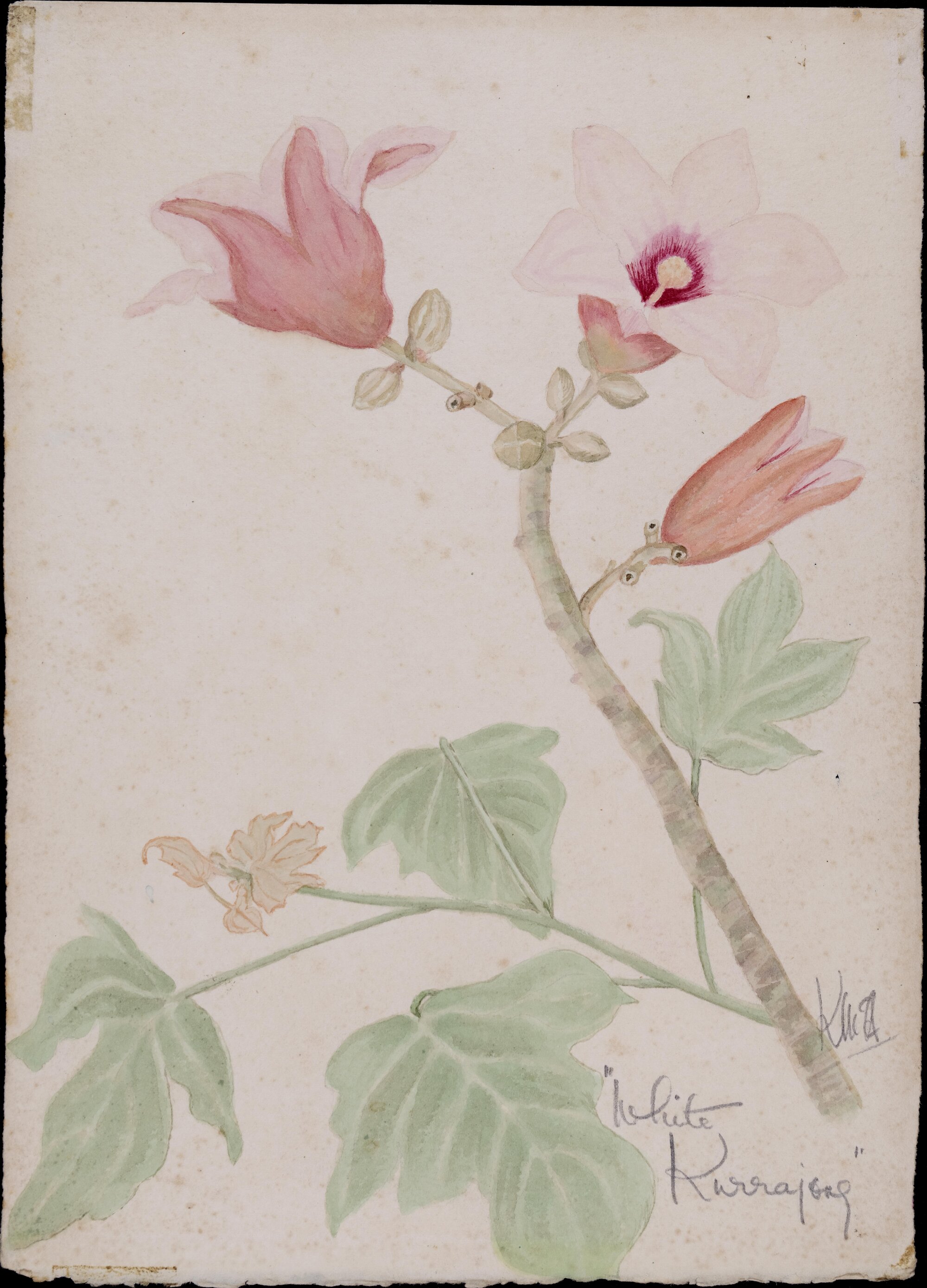 "White kurrajong" 