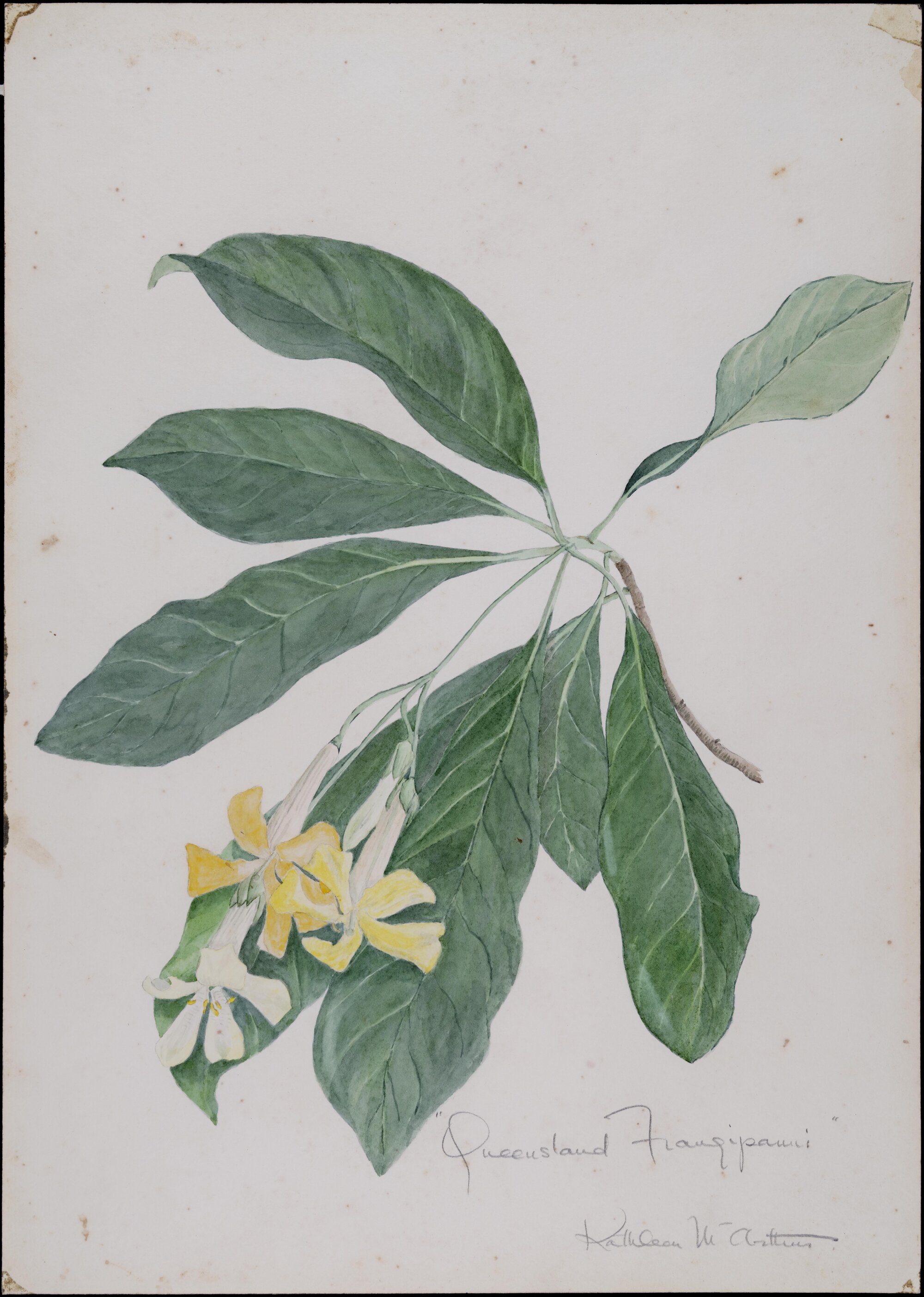 "Queensland frangipani"