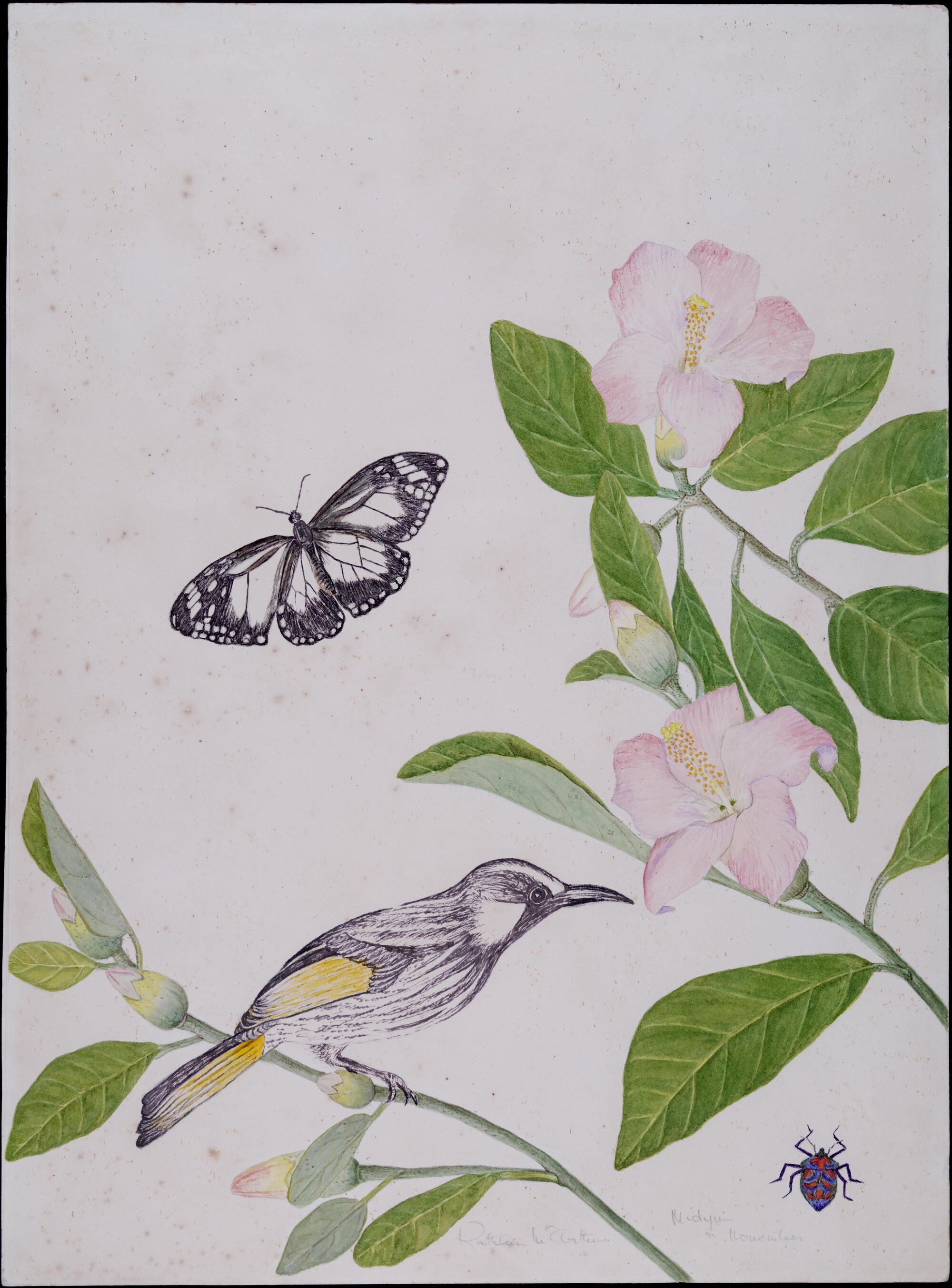 "Midyim in November" with butterfly, honeyeater and beetle