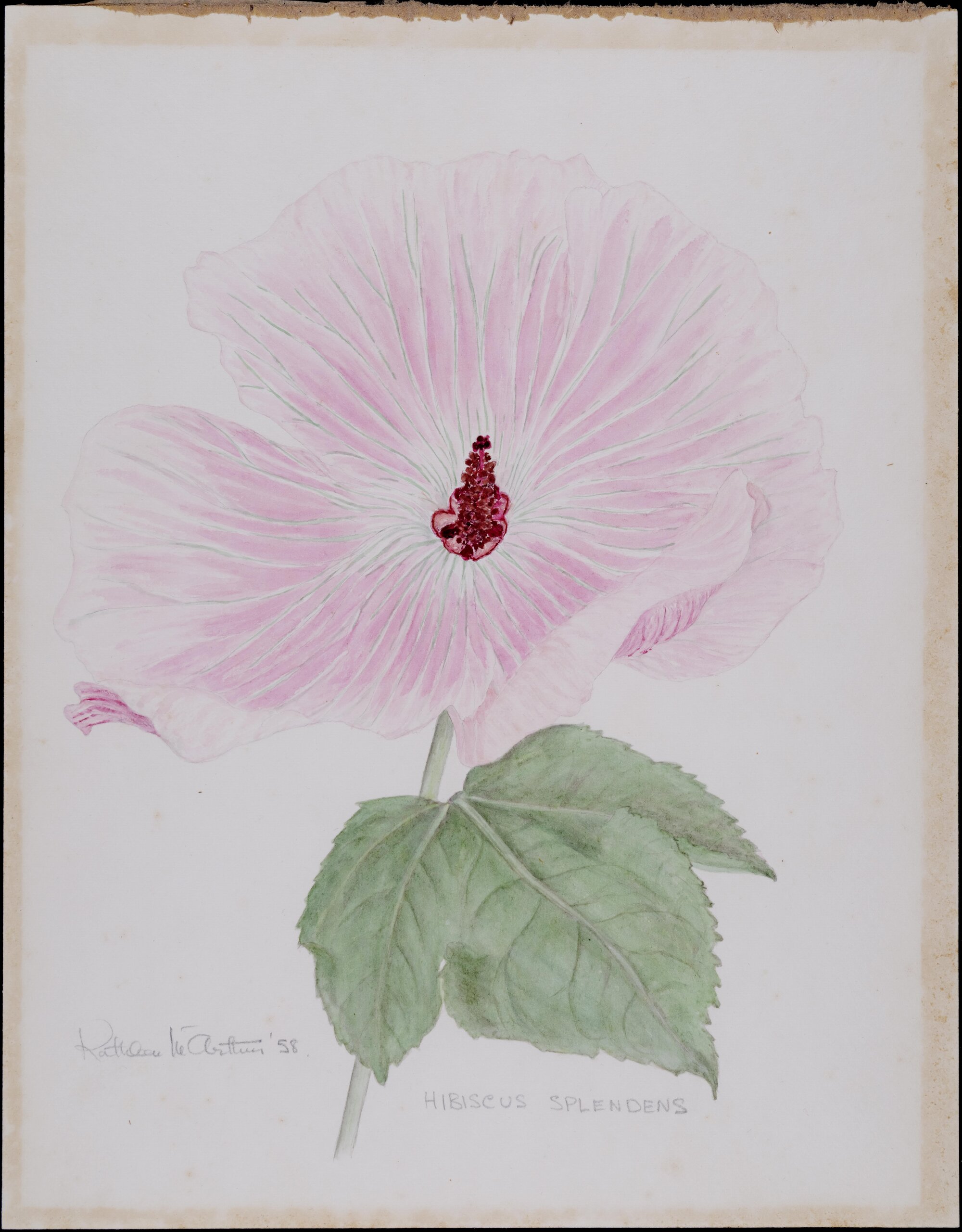 "Hibiscus splendens"