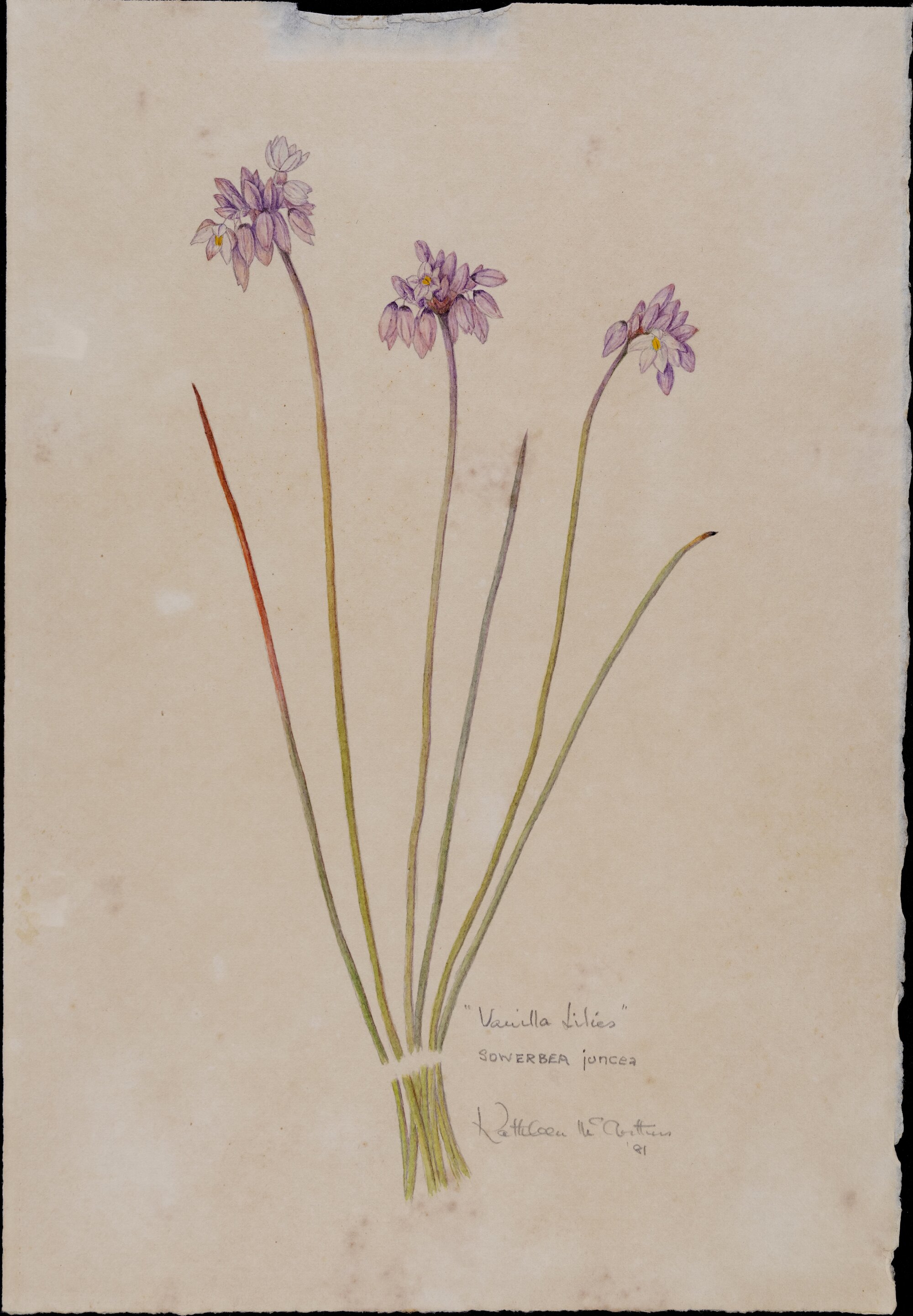 "Vanilla lilies" - Sowerbea juncea