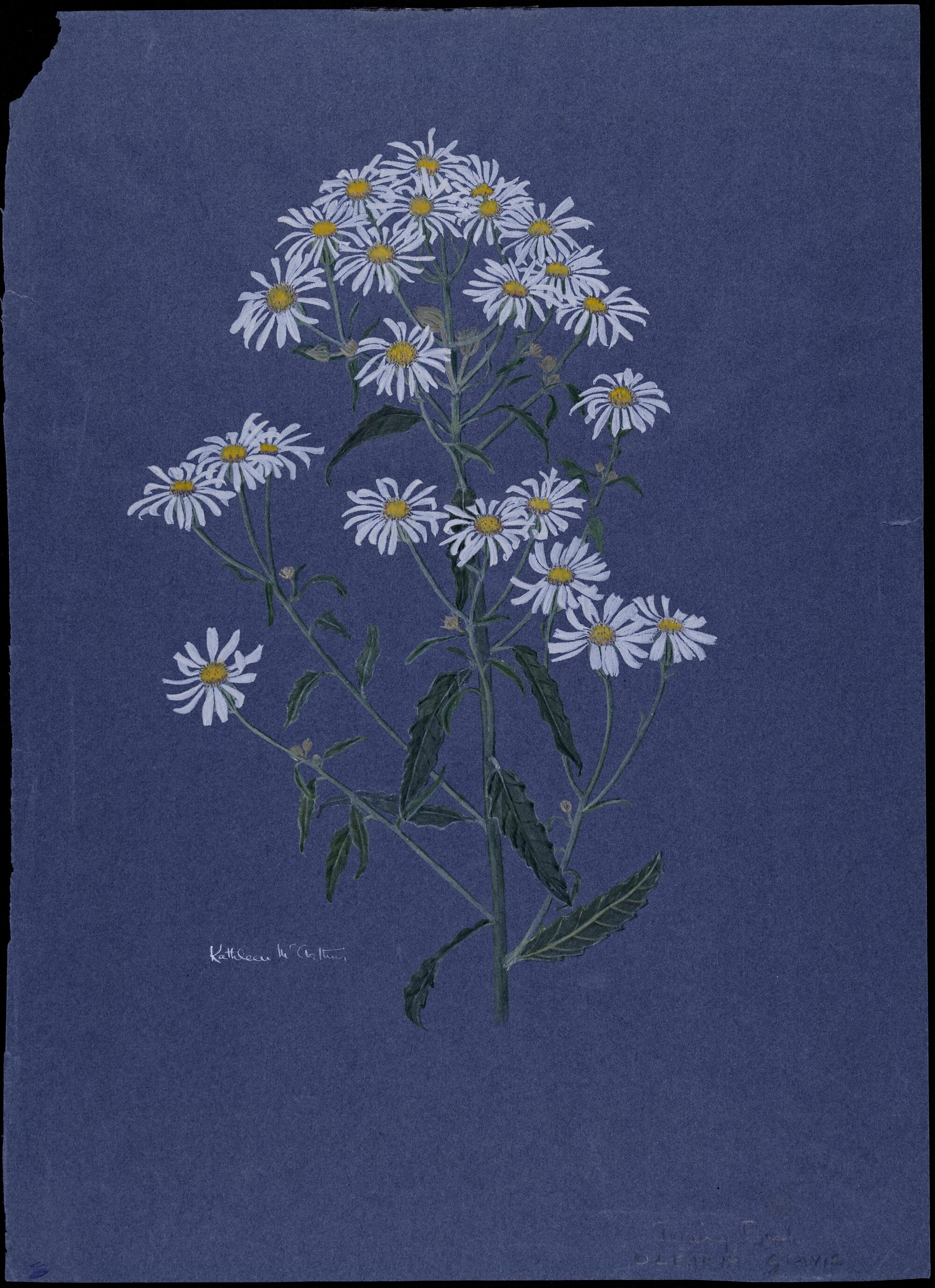 "Daisy bush" - Olearia gravis