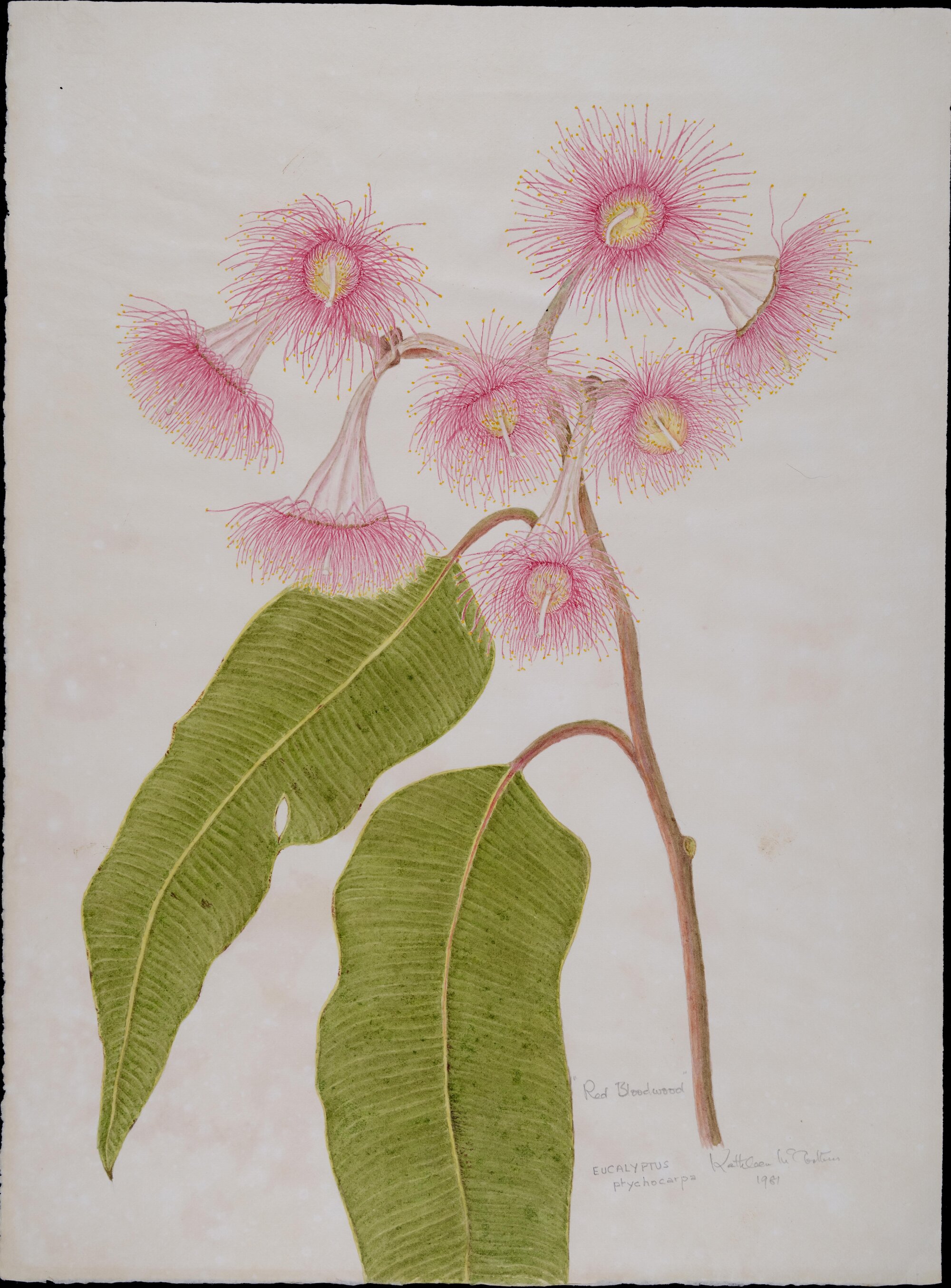 "Red bloodwood" - Eucalyptus phychocarpa