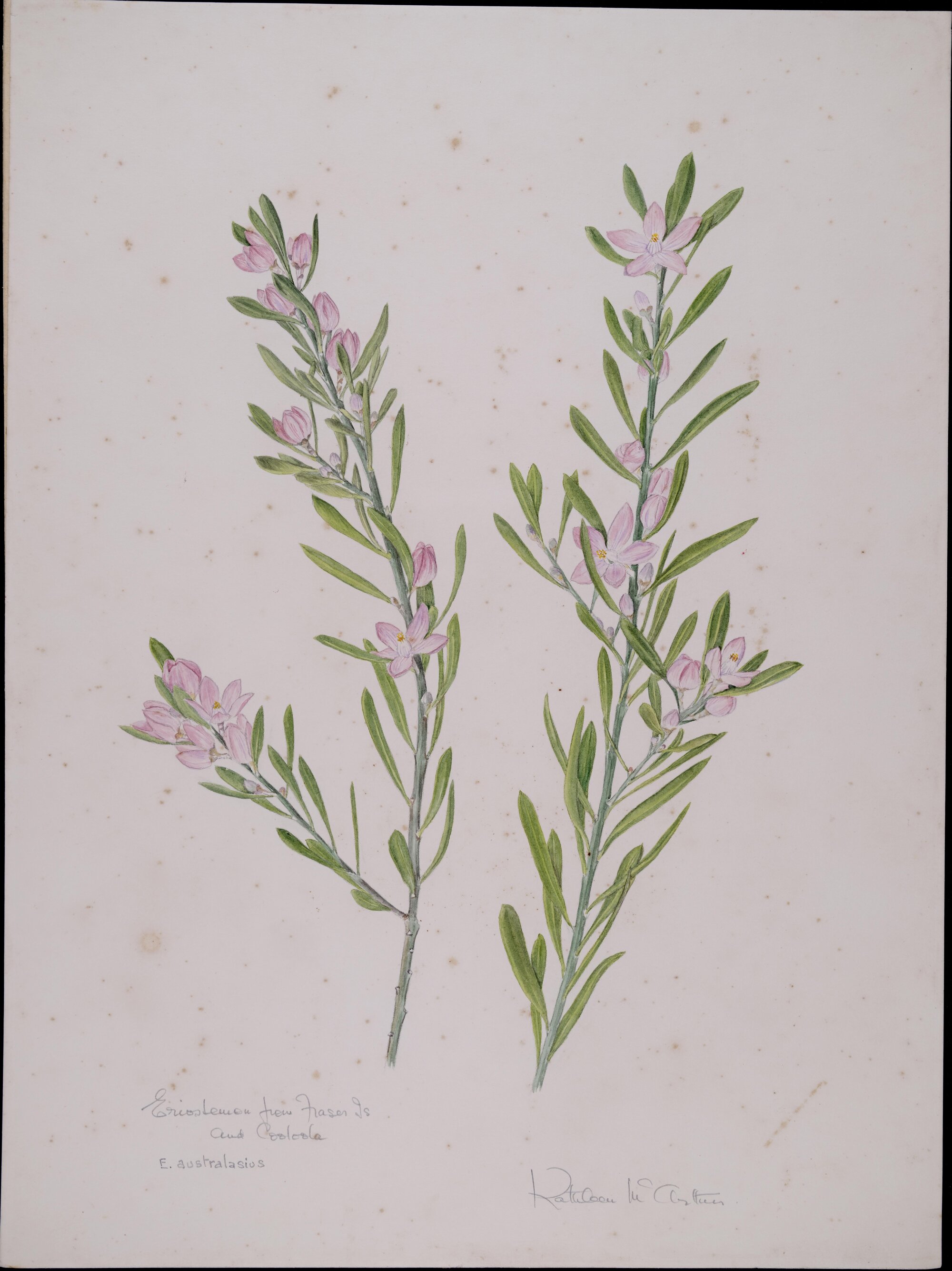 "Eriostemon flow Fraser Island and Cooloola" - Eriostemon austalisius