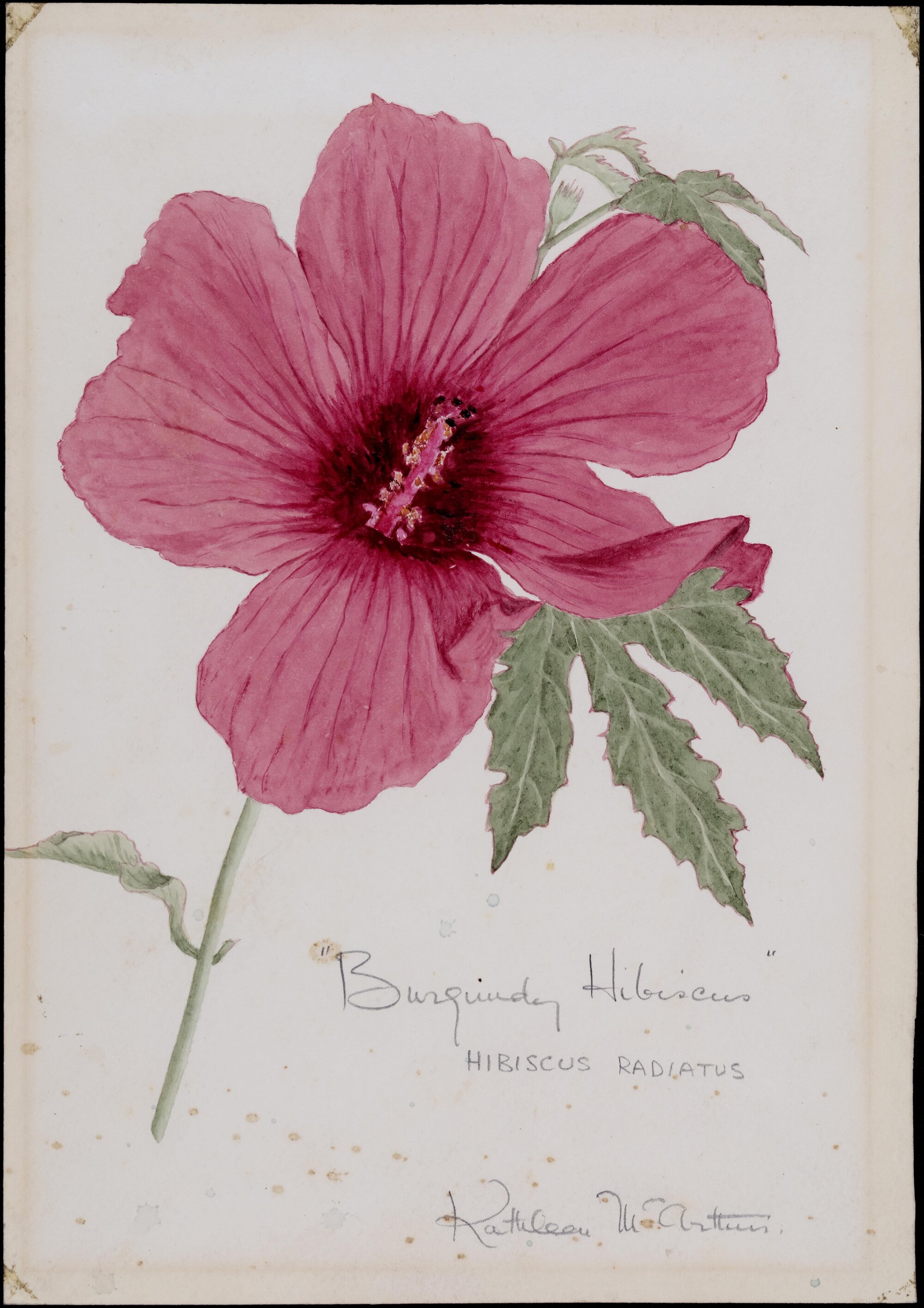 "Burgundy hibiscus" - Hibiscus radiatus