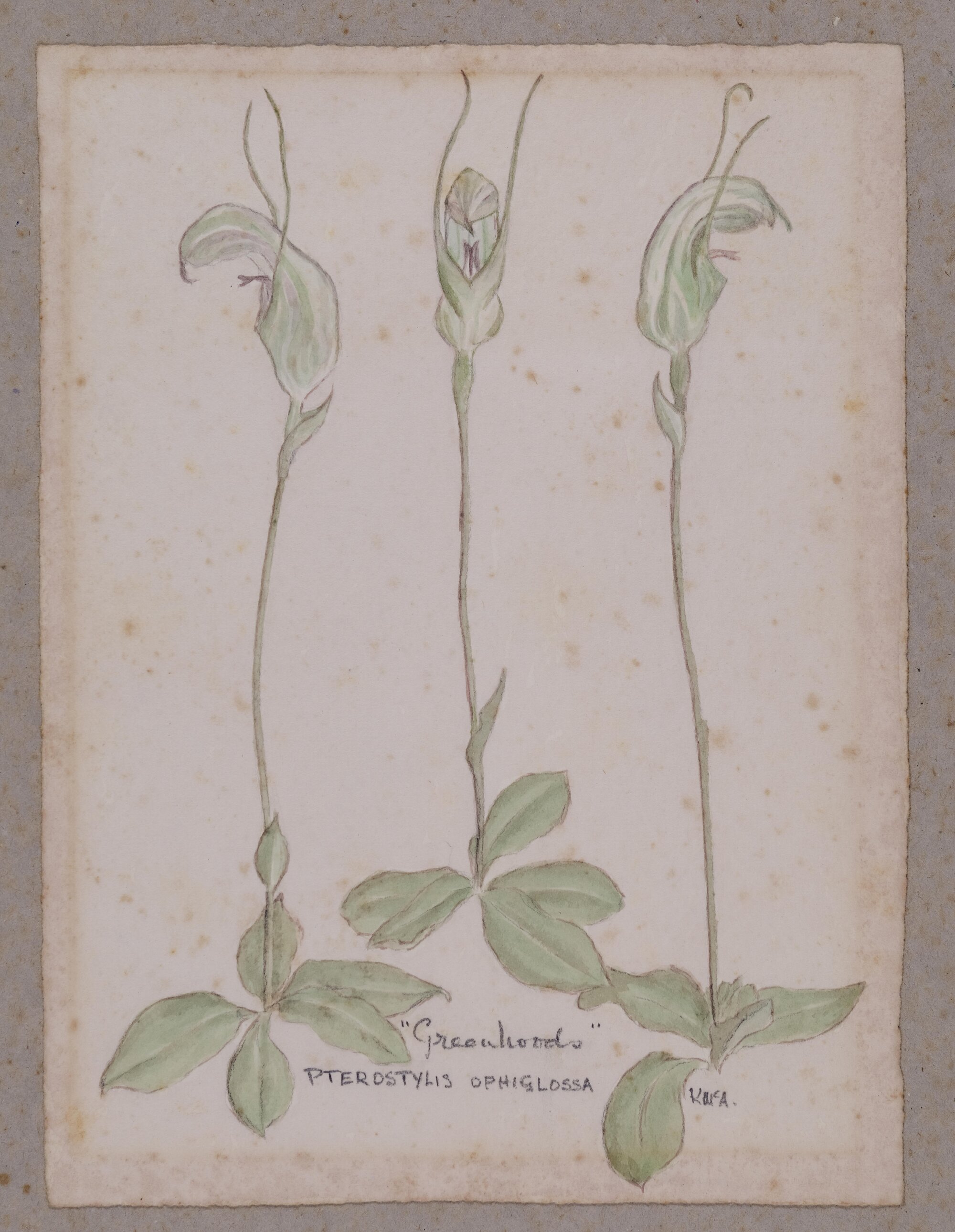 "Greenhoods" - Pterostylis ophiglossa