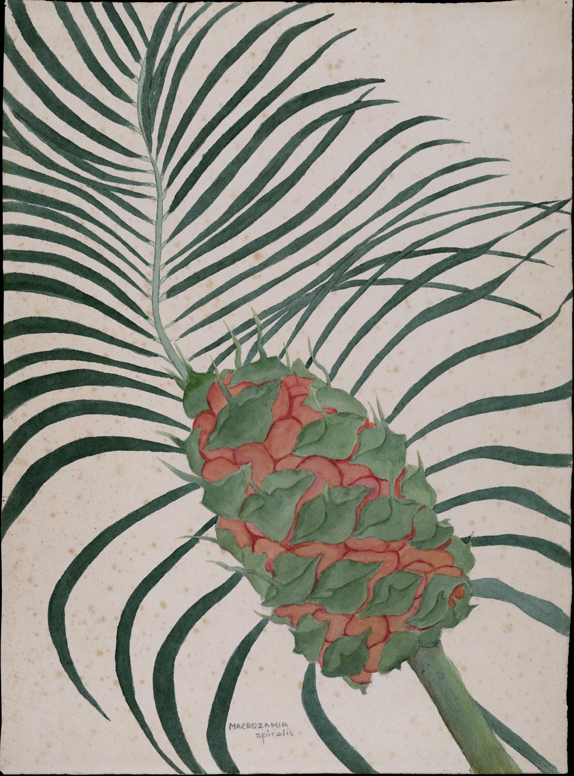 "Wild pineapple" - Macrozamia spiralis