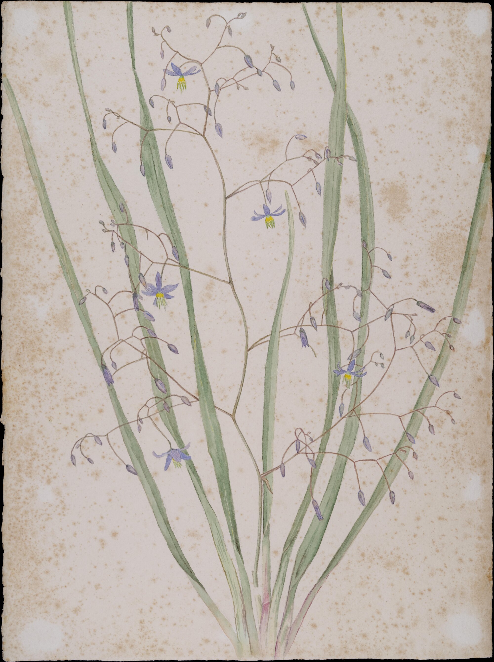 "Smooth flax-lily" - Dianella laevis