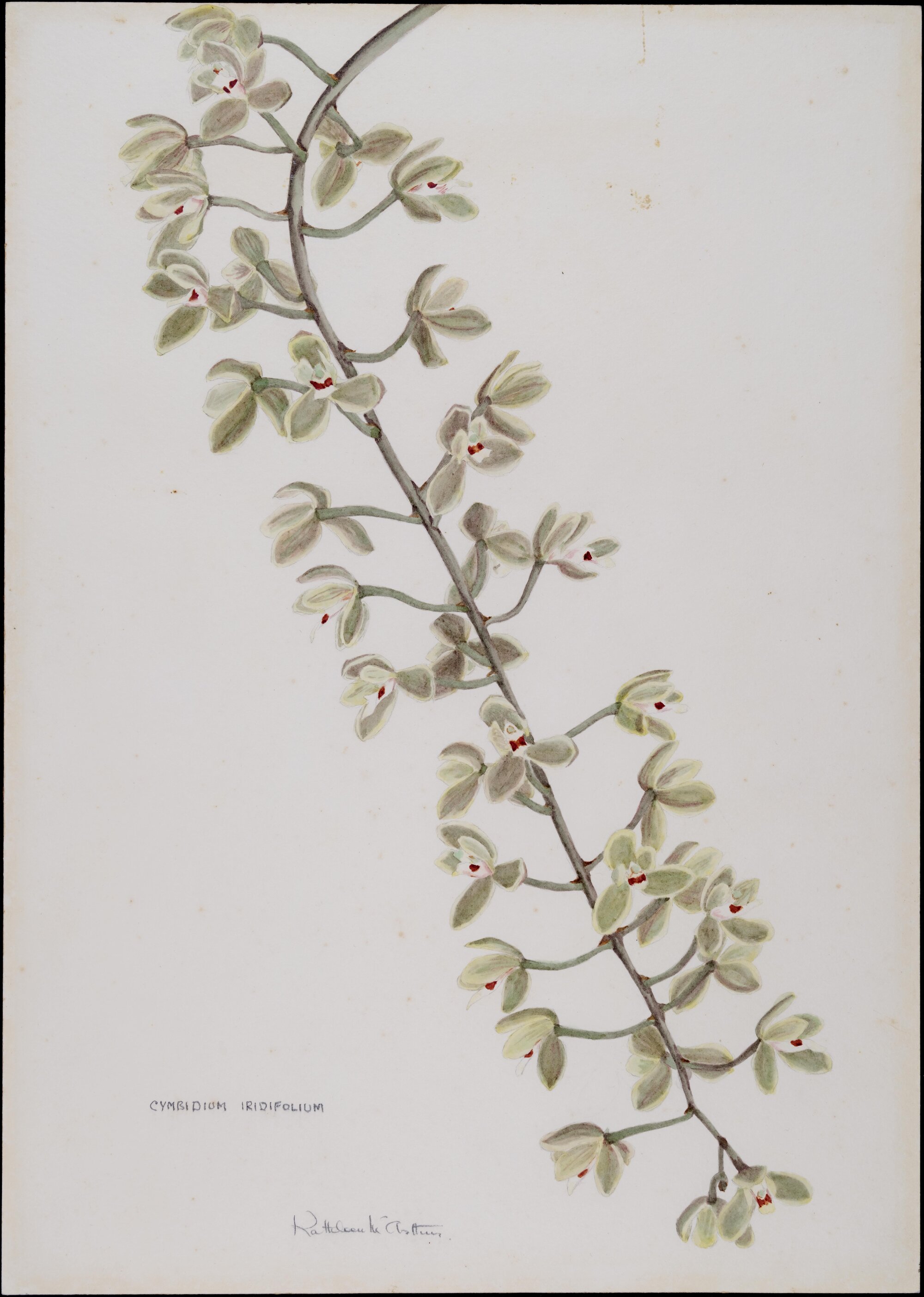 "Brown cymbidium" - Cymbidium iridifolium