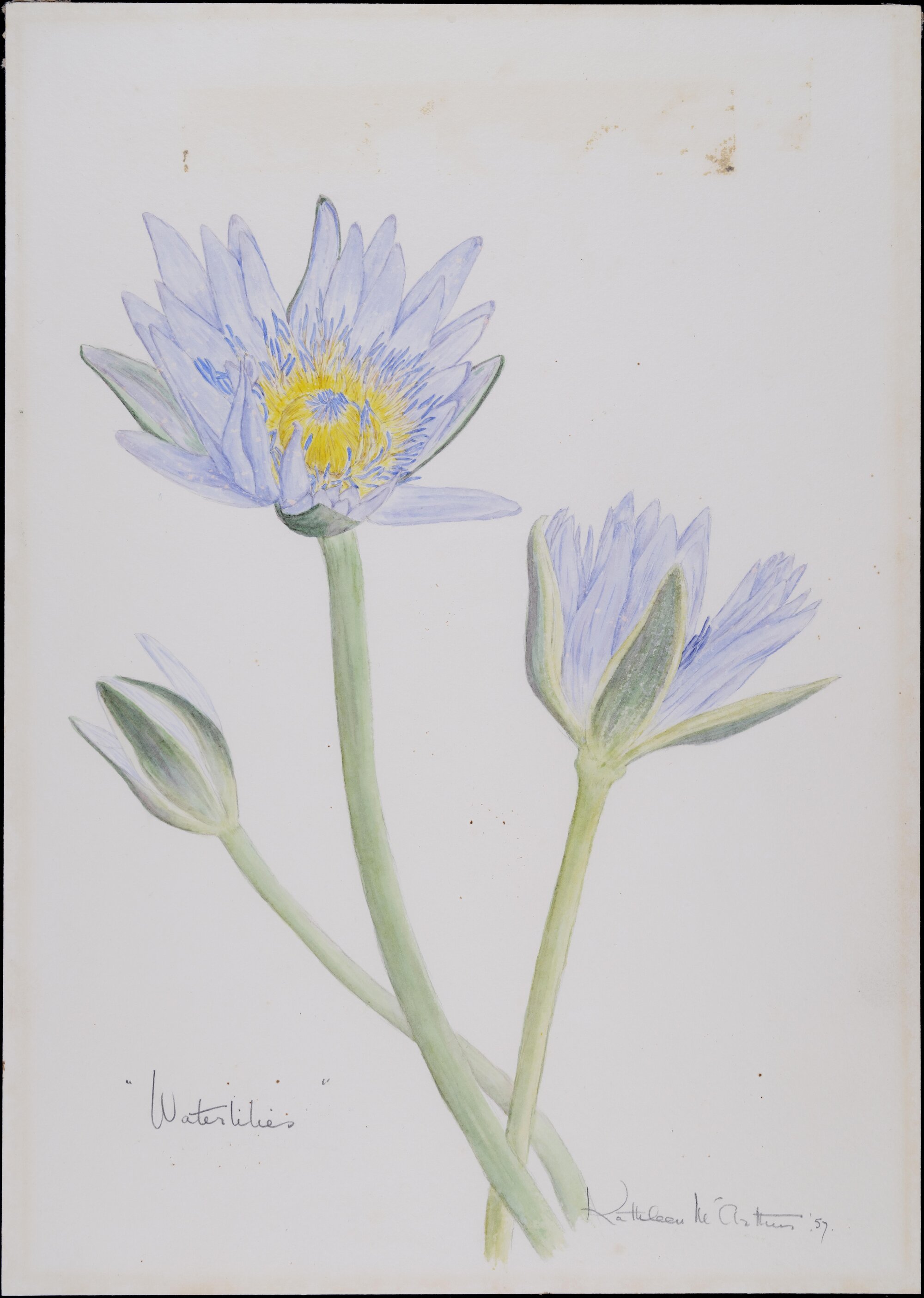 "Waterlilies"