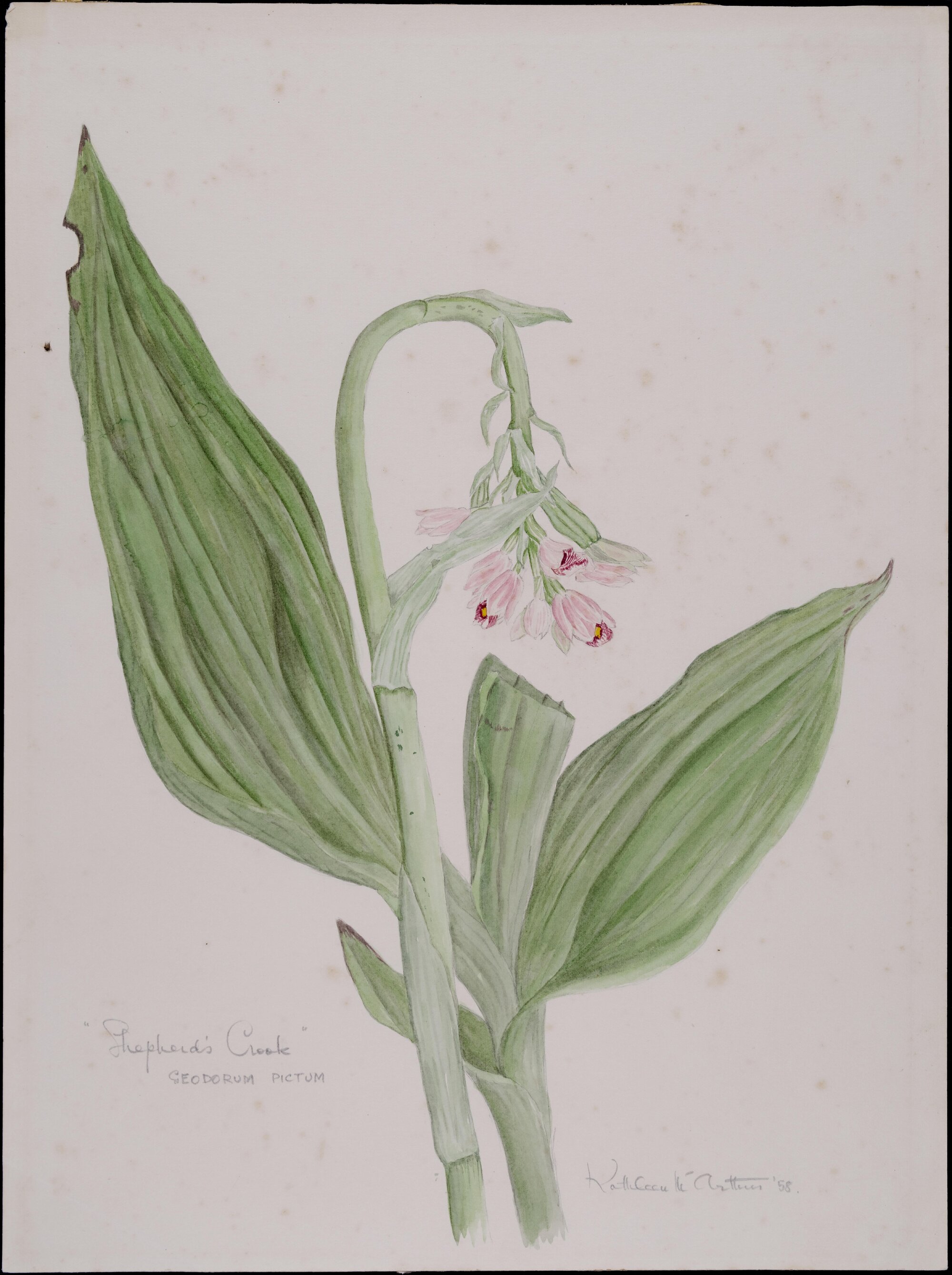 "Shepherds cloak" - Geodorum pictum