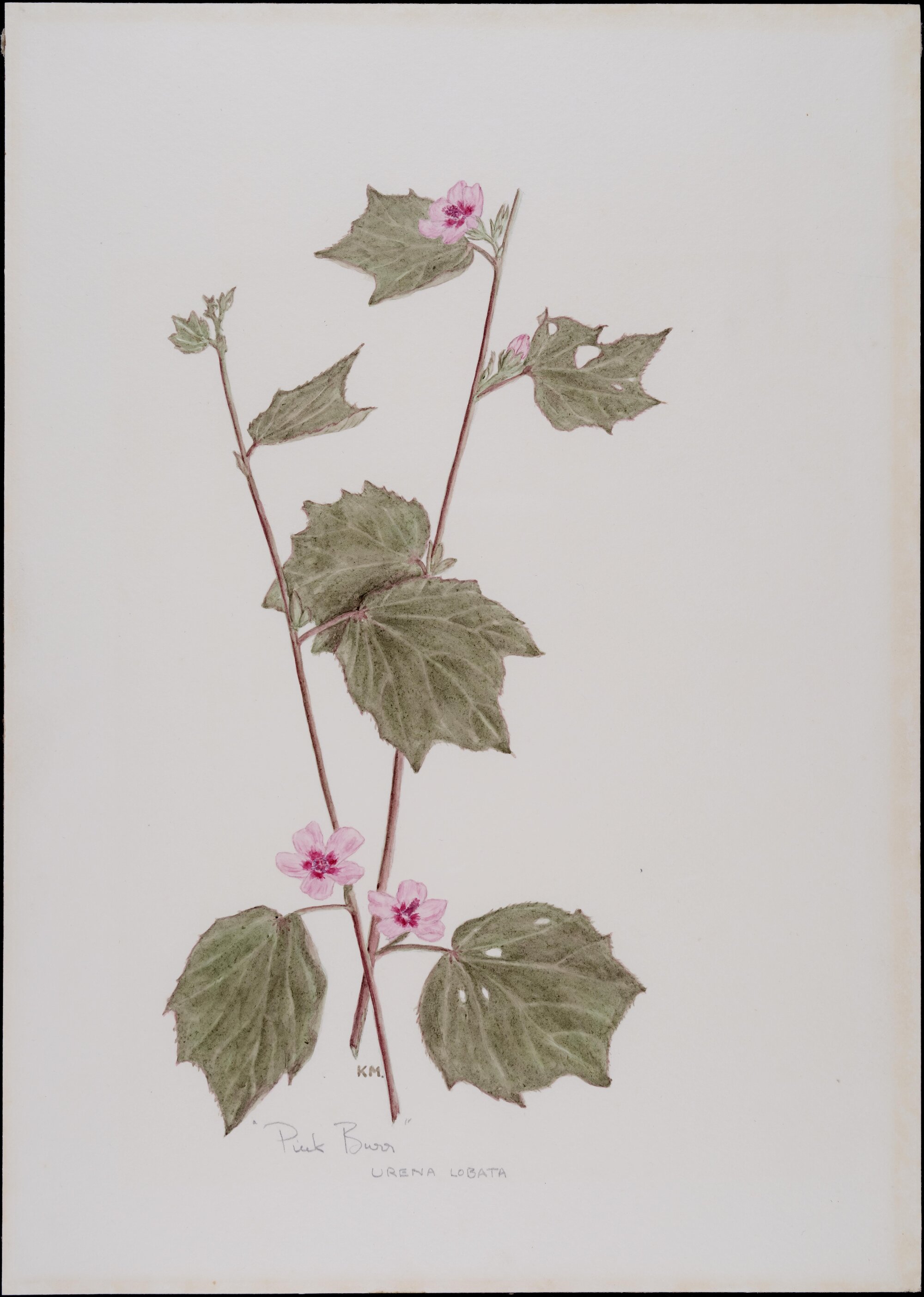 "Pink burr" - Urena lobata