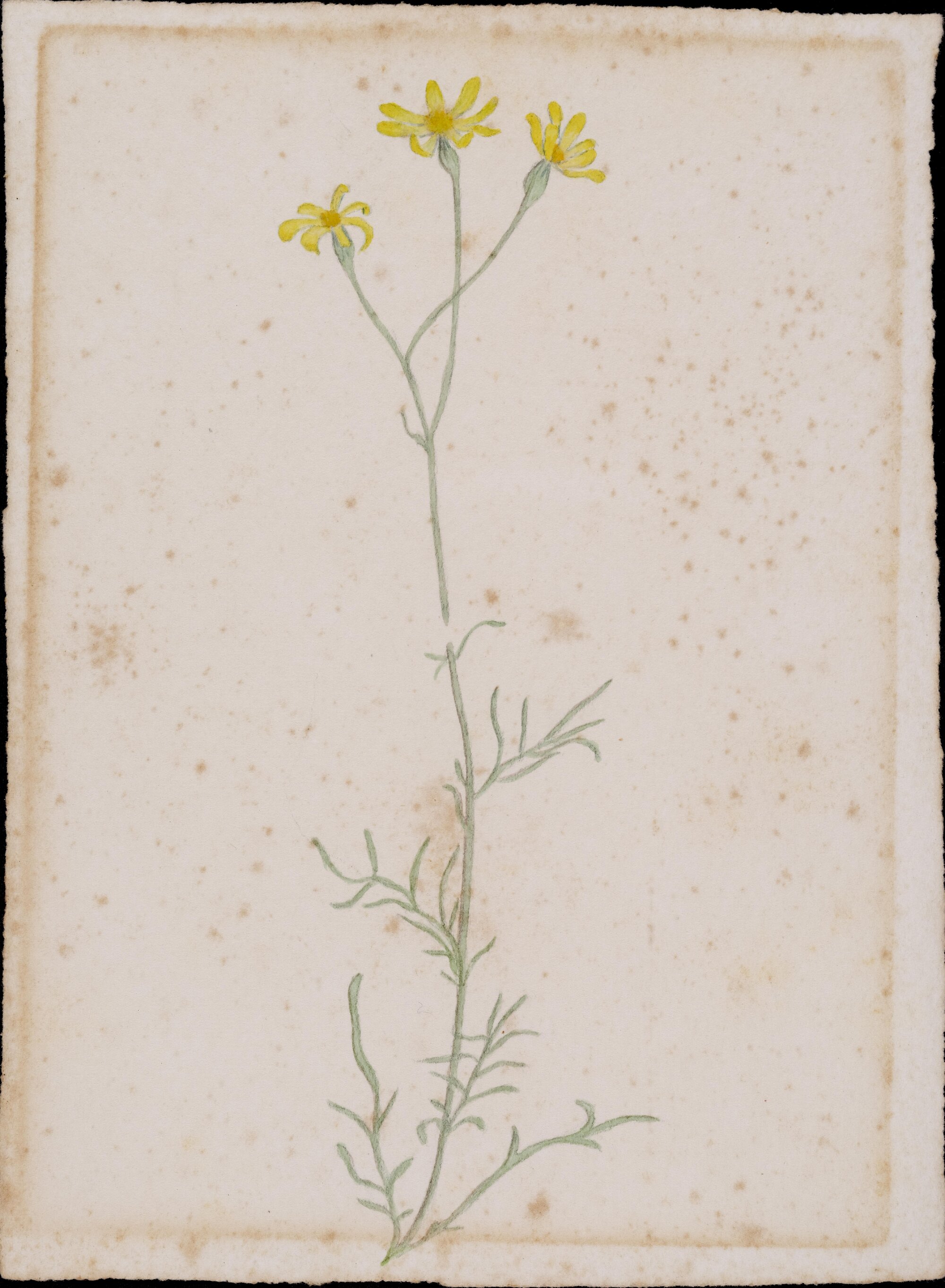 "Ragwort" - Senecio lantus
