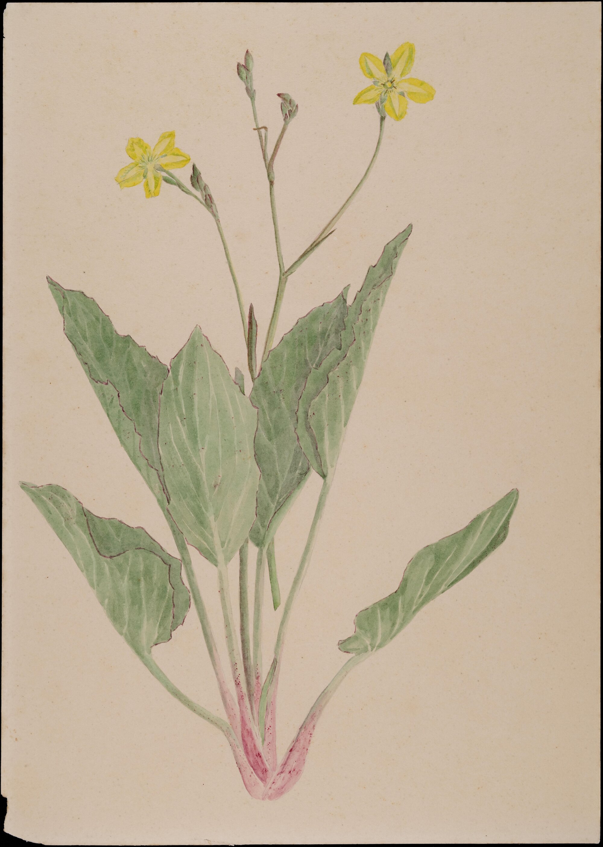 "Yellow marshflower" - Villarsia exaltata