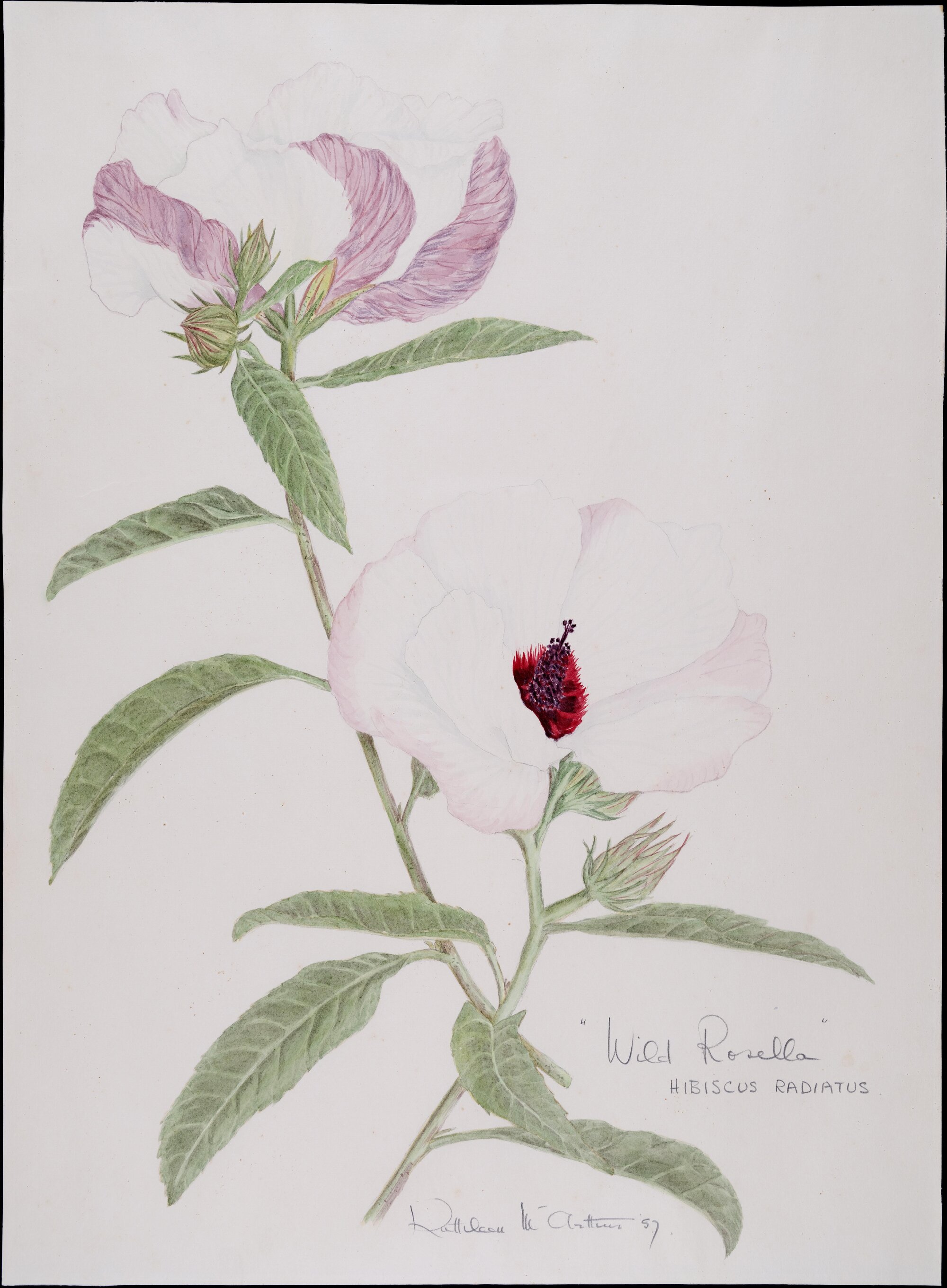 "Wild rosella" - Hibiscus radiatus