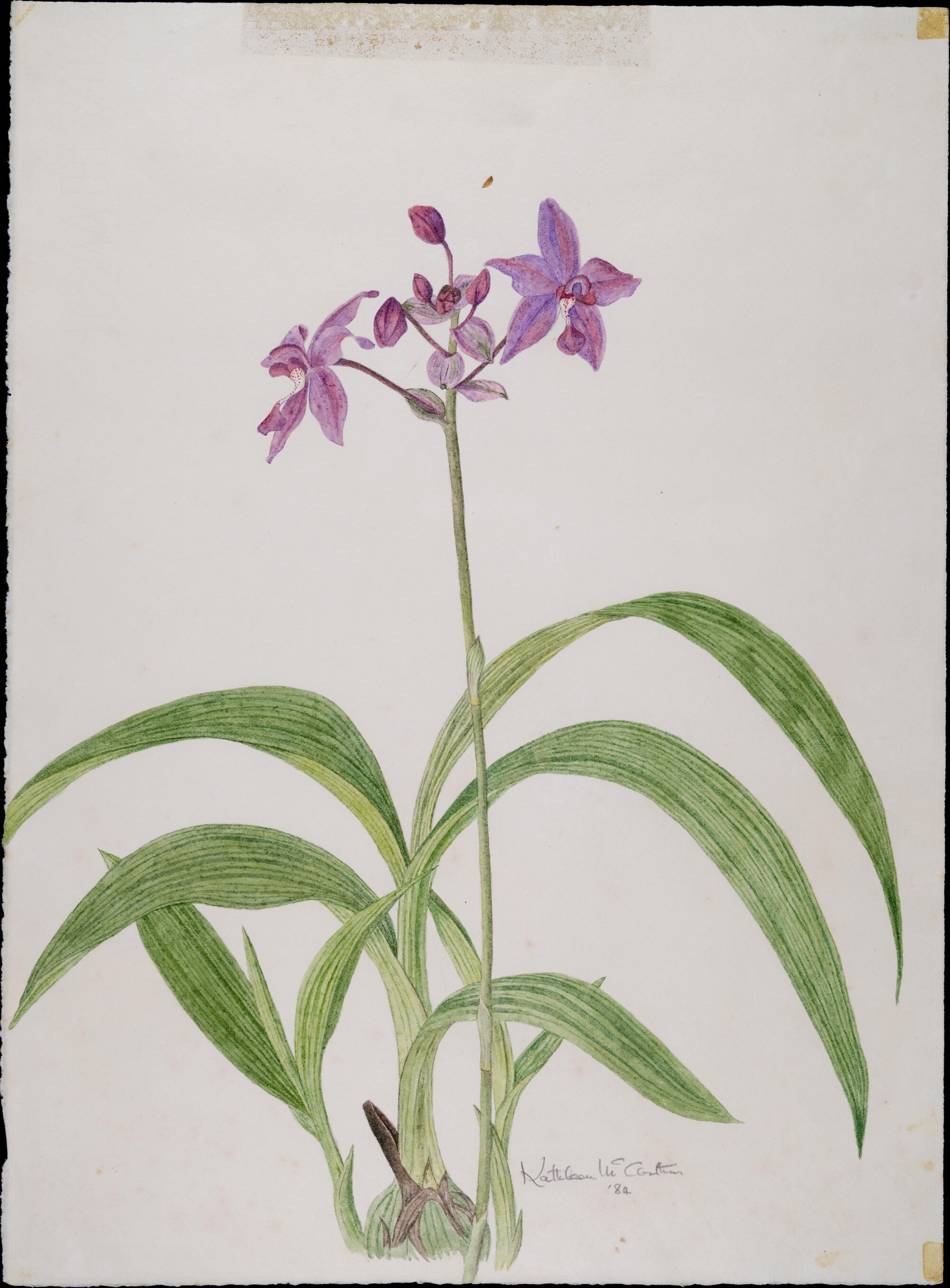 Purple orchids