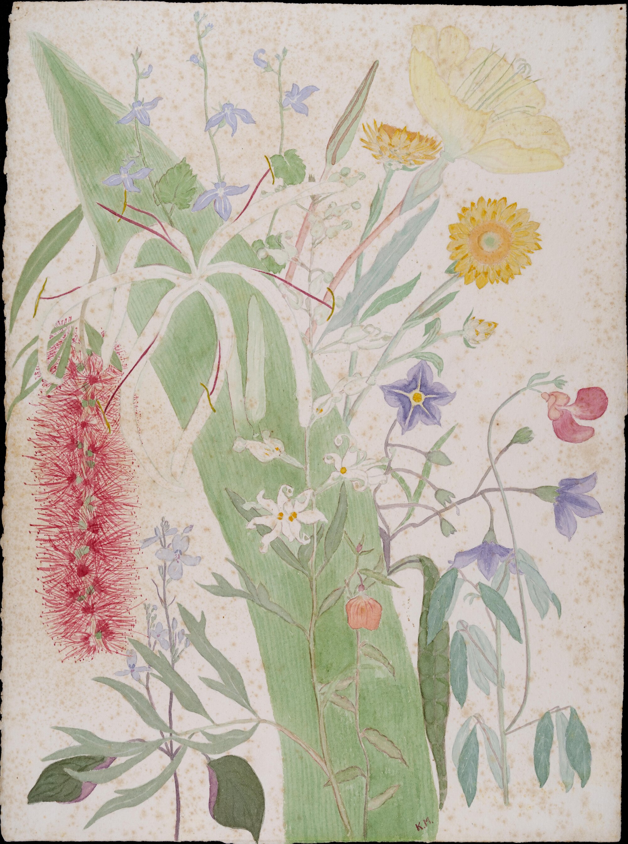 Includes "Beach spider lily" and "Red bottlebrush"