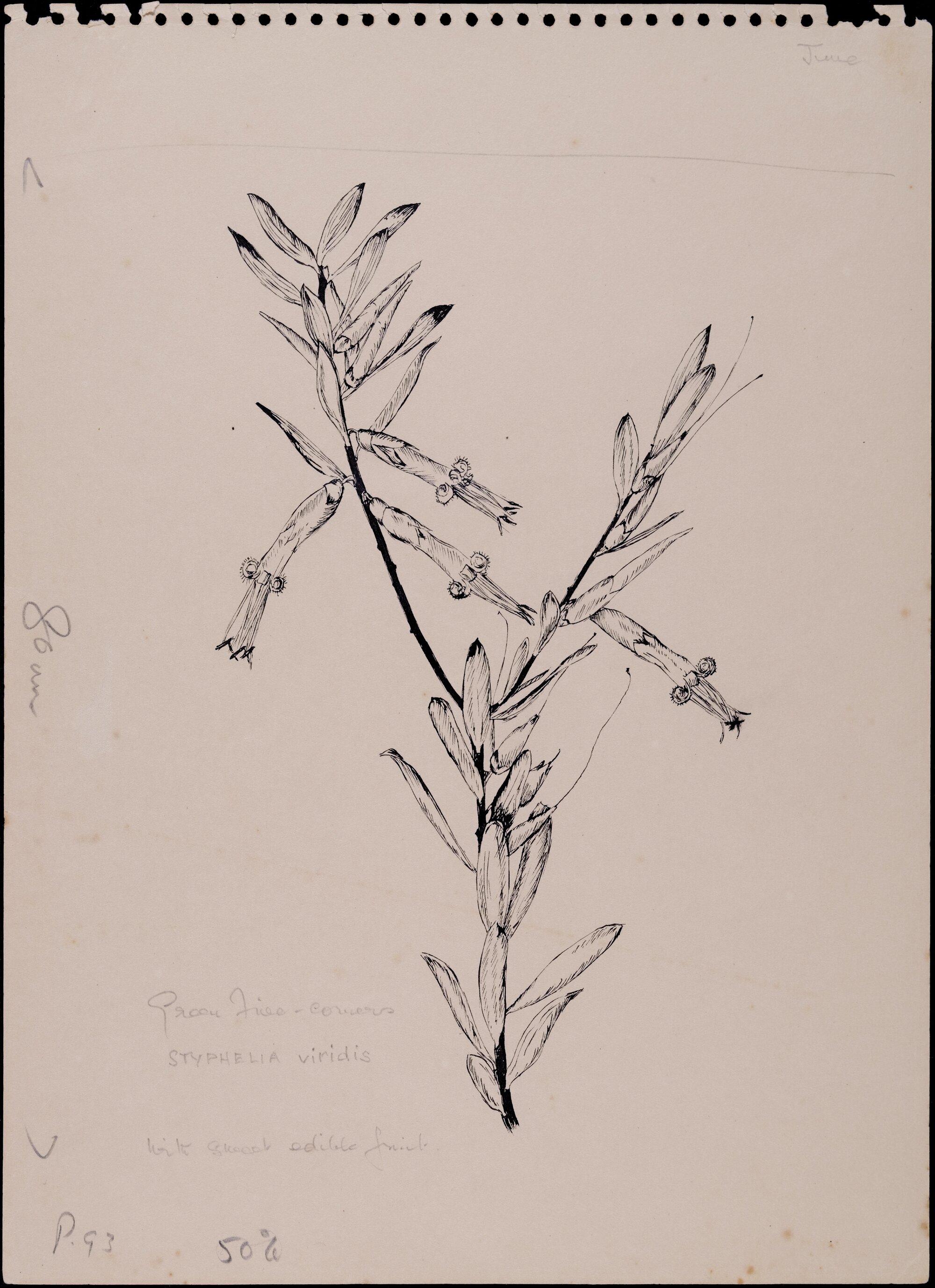 "Groom fire flowers" - Styphelia viridis