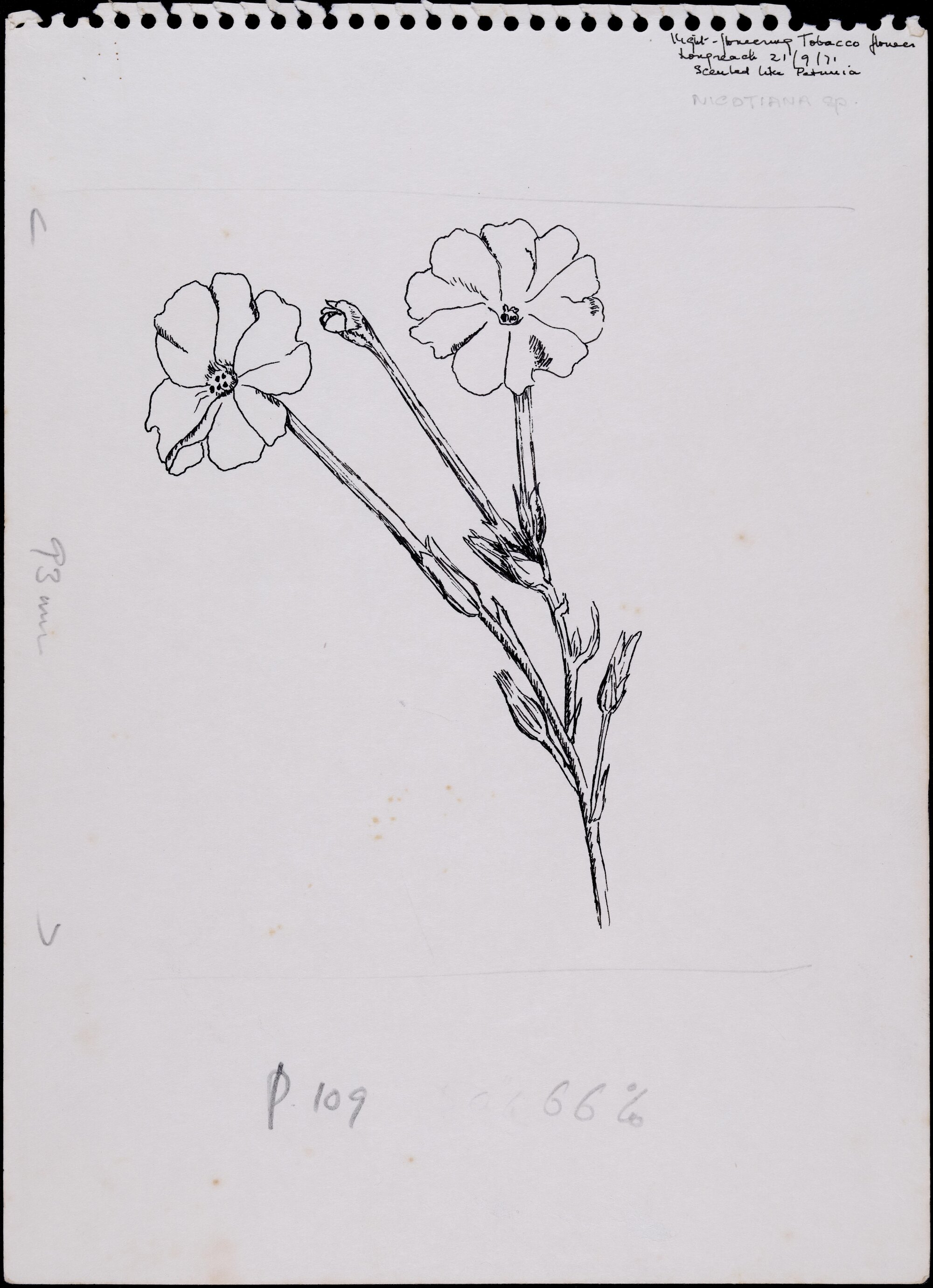 "Tabacco flower" - Nicotiana